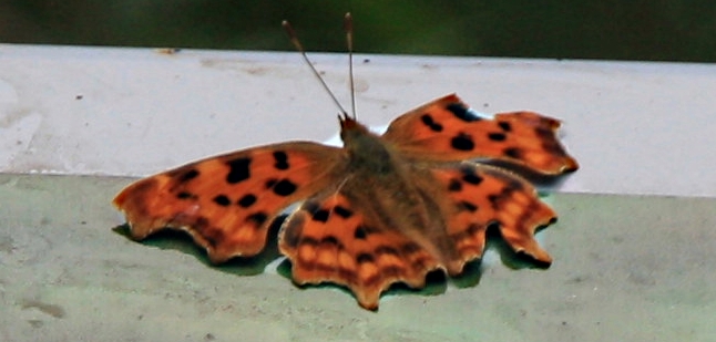 Gehavende Gehakkelde aurelia