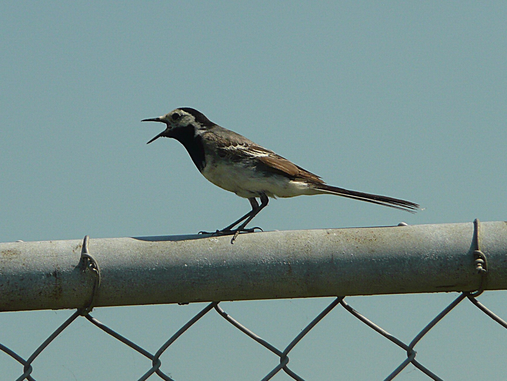 Kwikstaartje roept maatje