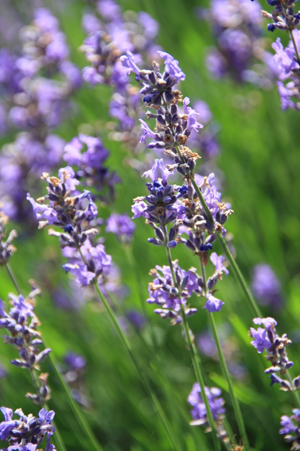 Hmmmmmmmmm ruik je ze..?