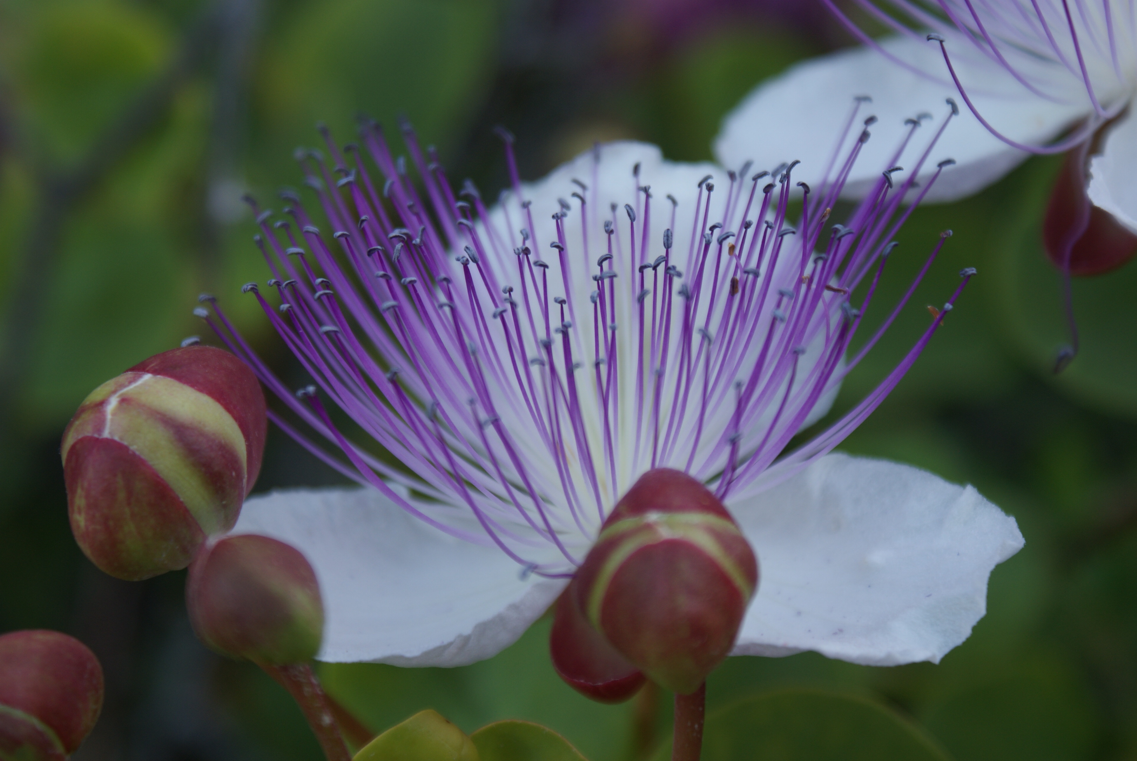 onbekende plant op Corfu
