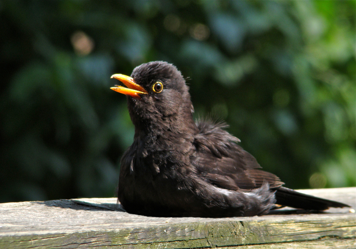 Oh... wat is het warm!