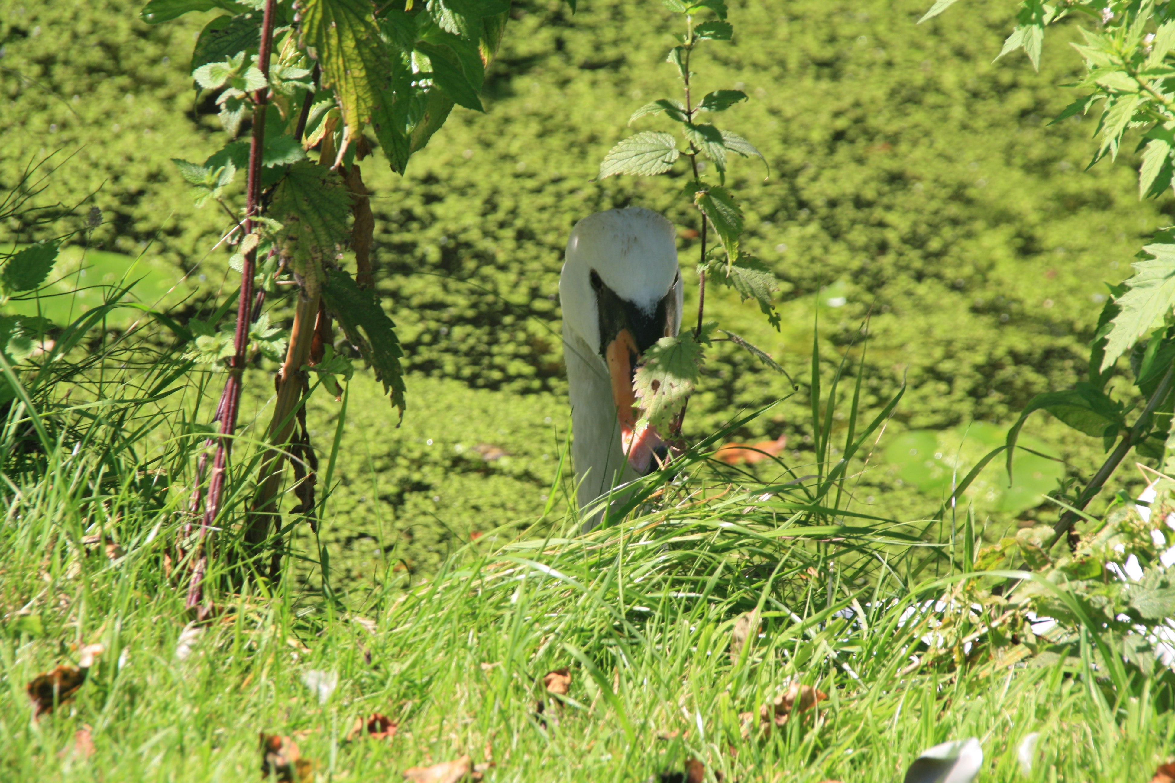 Zwaan houdt oogje in 't zeil