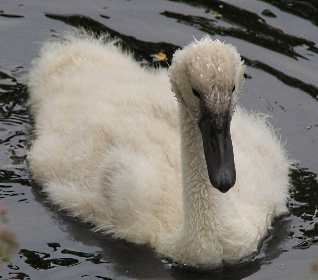 Zwanenkind