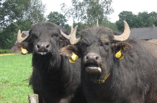 van buffelmelk naar paardenmelk