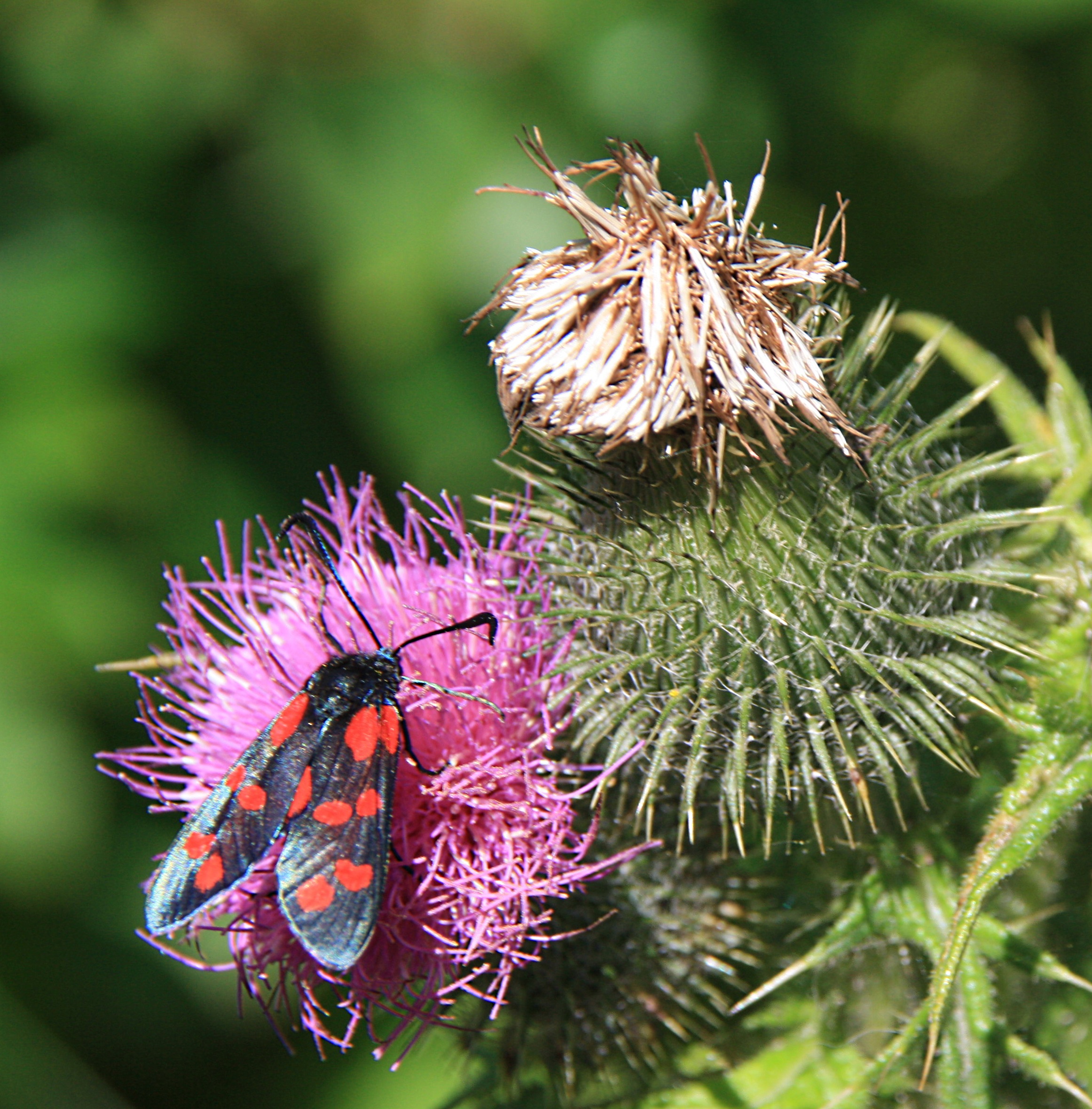 SintJansVlinder op distel