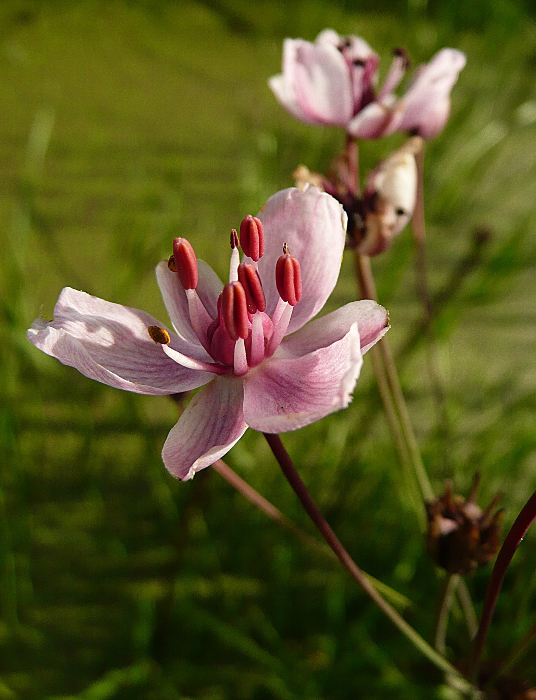 Zwanenbloem bloemetje