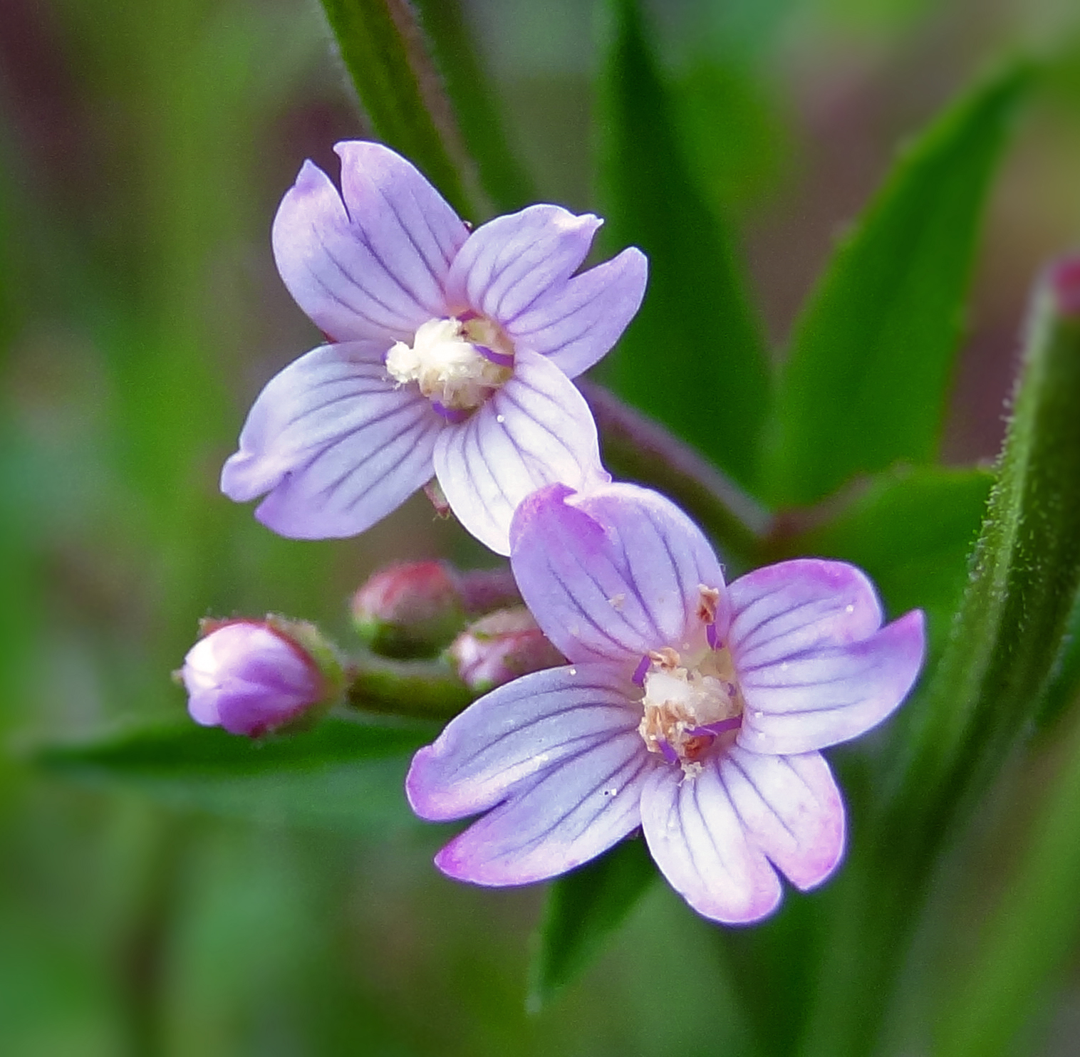 Kleine bloemetjes