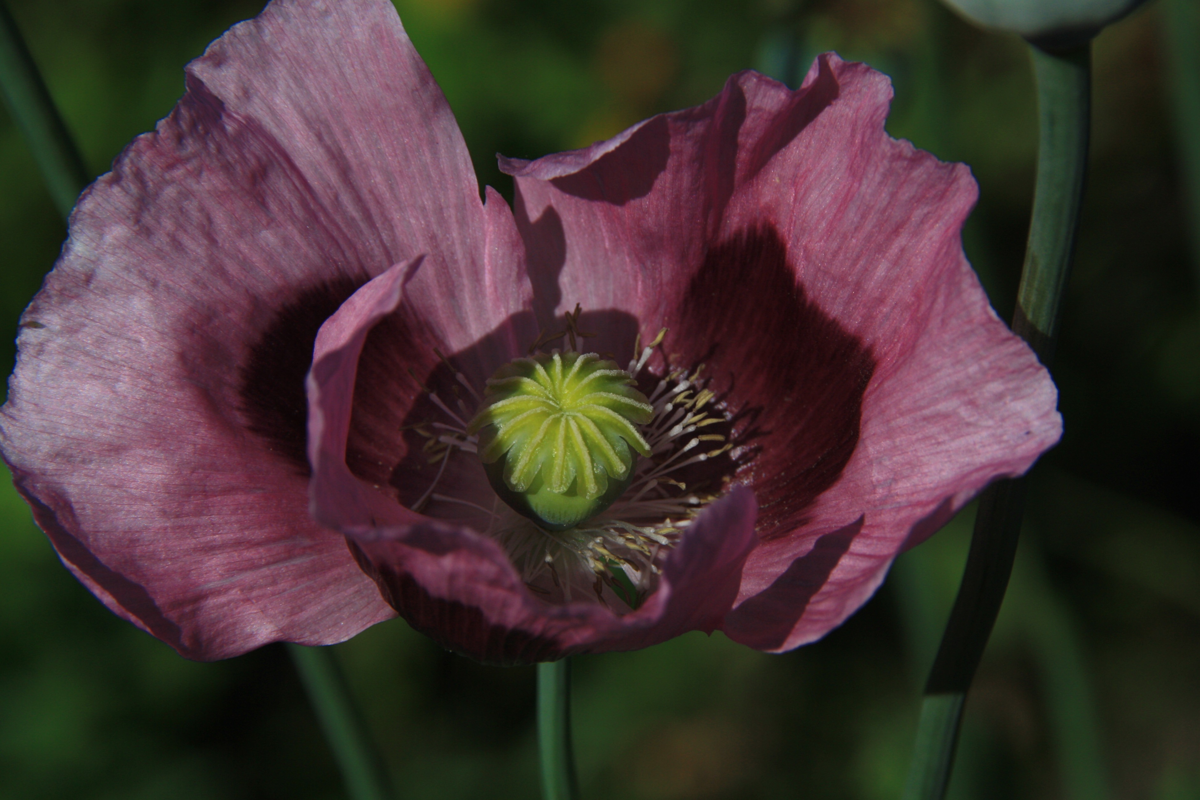 Paarse papaver