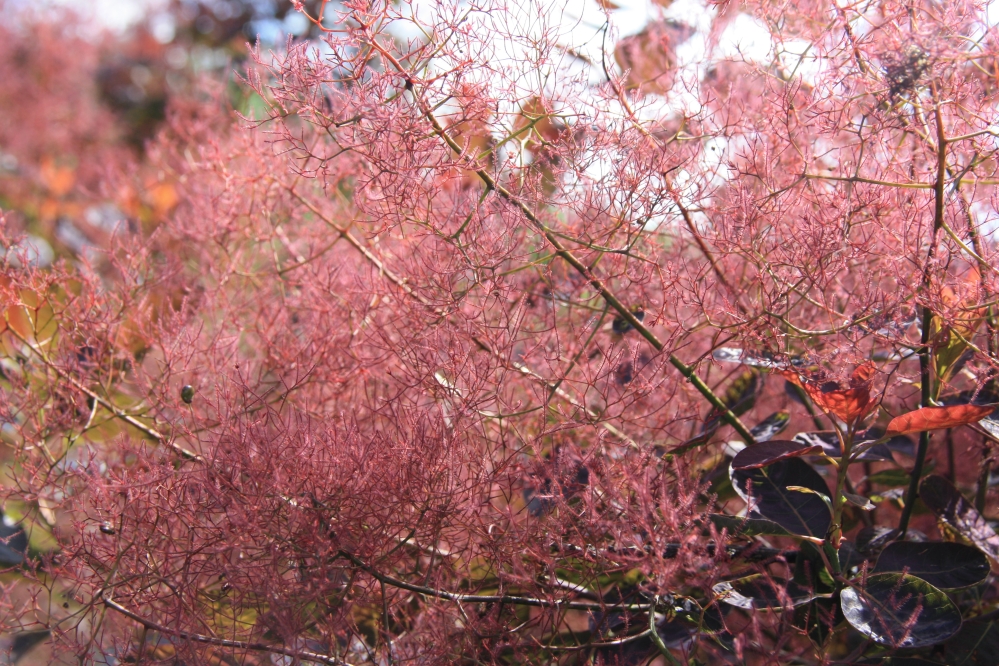 In bloei maar weet niet hoe deze heet