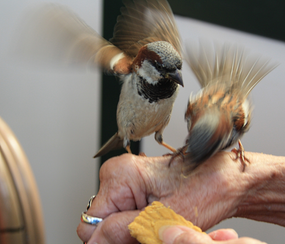 2 musjes vechten om 'n koekje