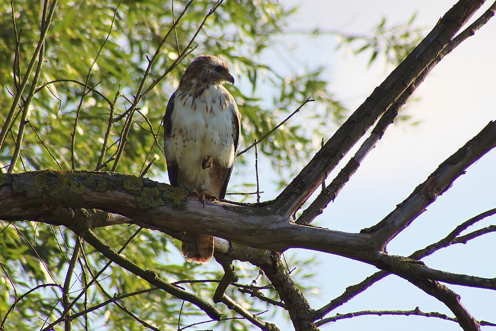 Buizerd