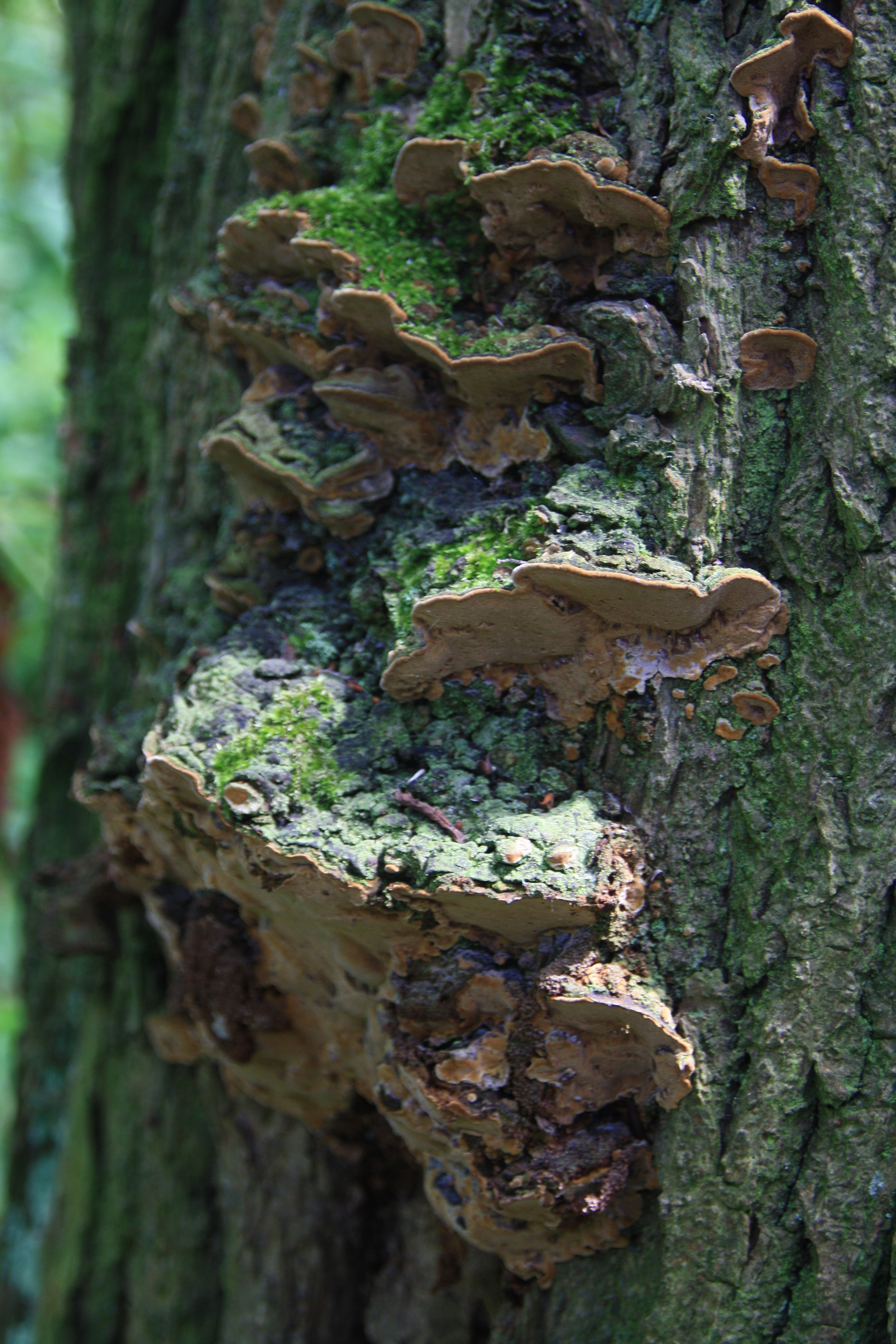 Paddenstoelen