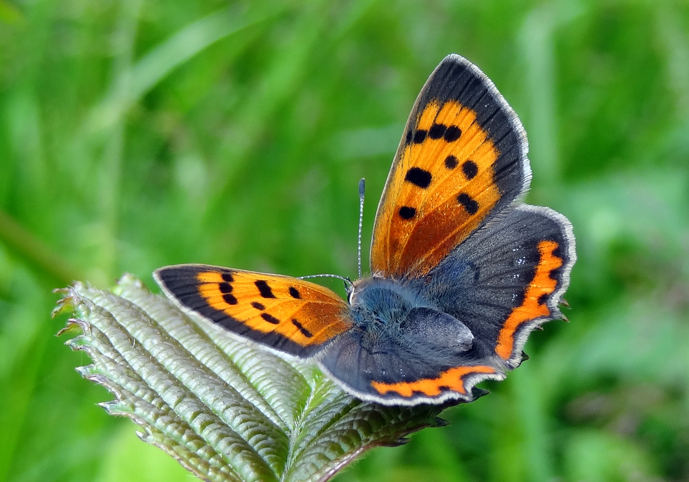 Kleine vuurvlinder