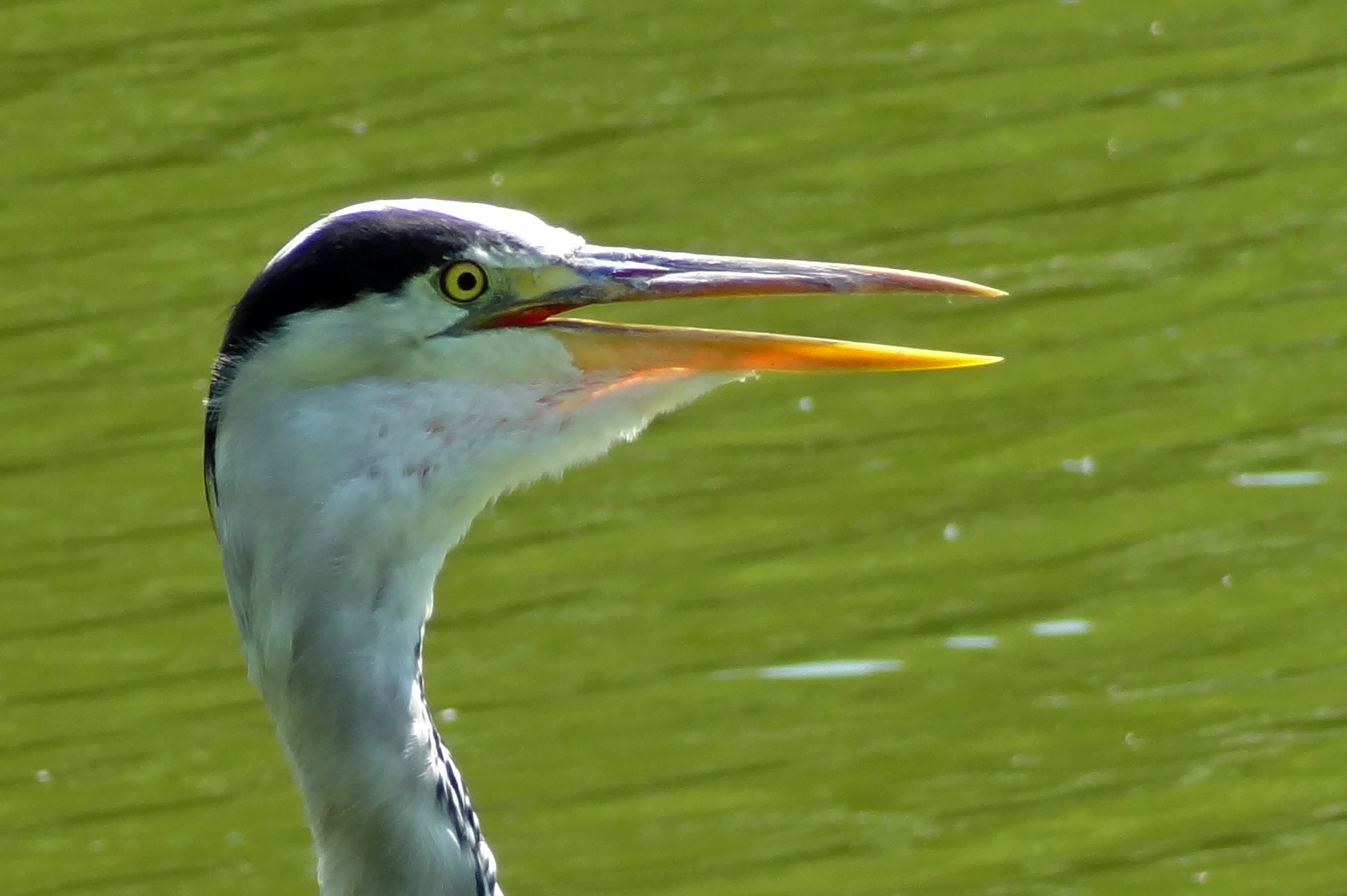 Reiger