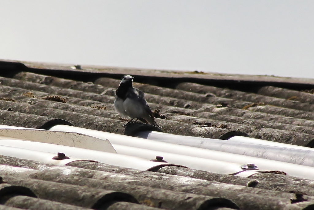 Kwikstaart in zonnetje...