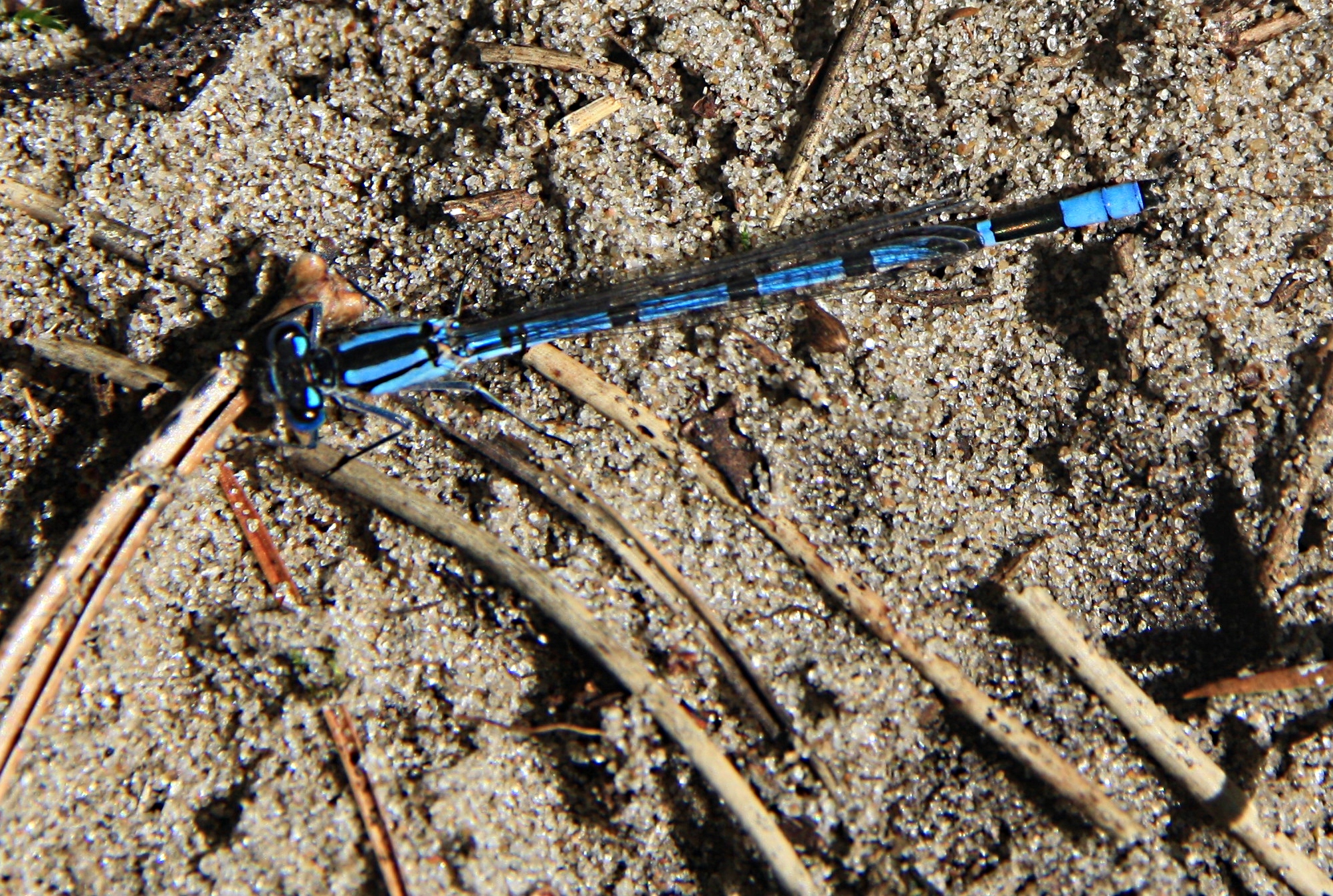 azuurblauwe waterjuffer