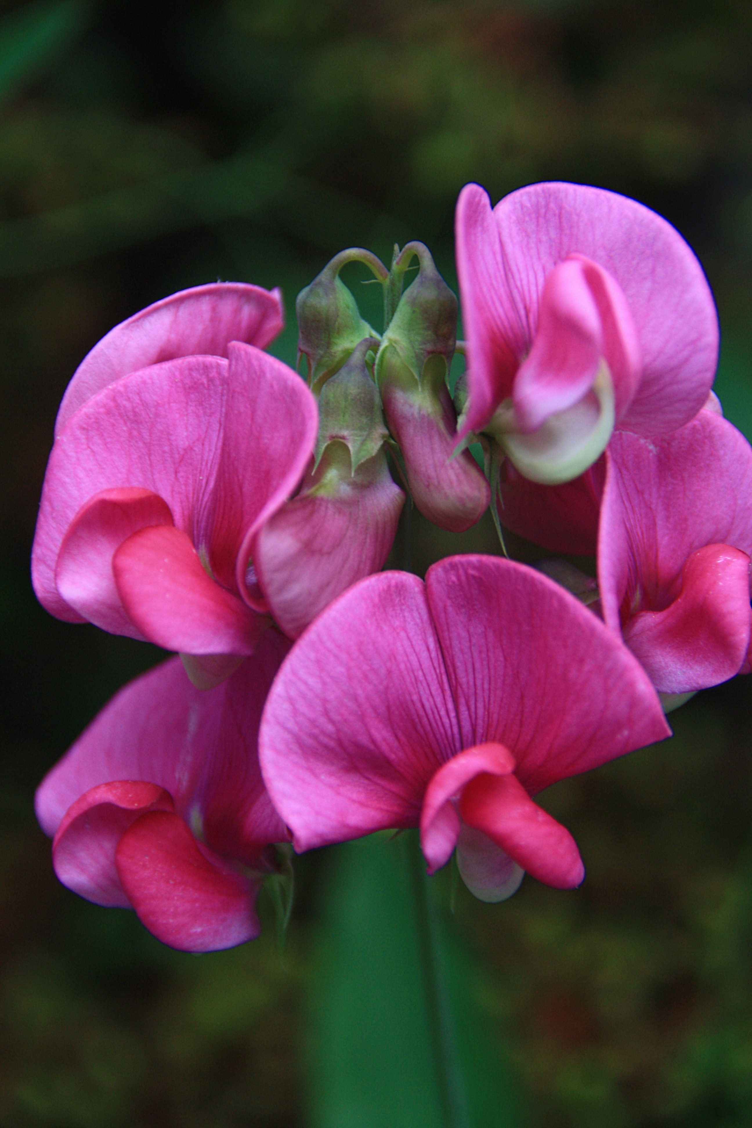 Lathyrus