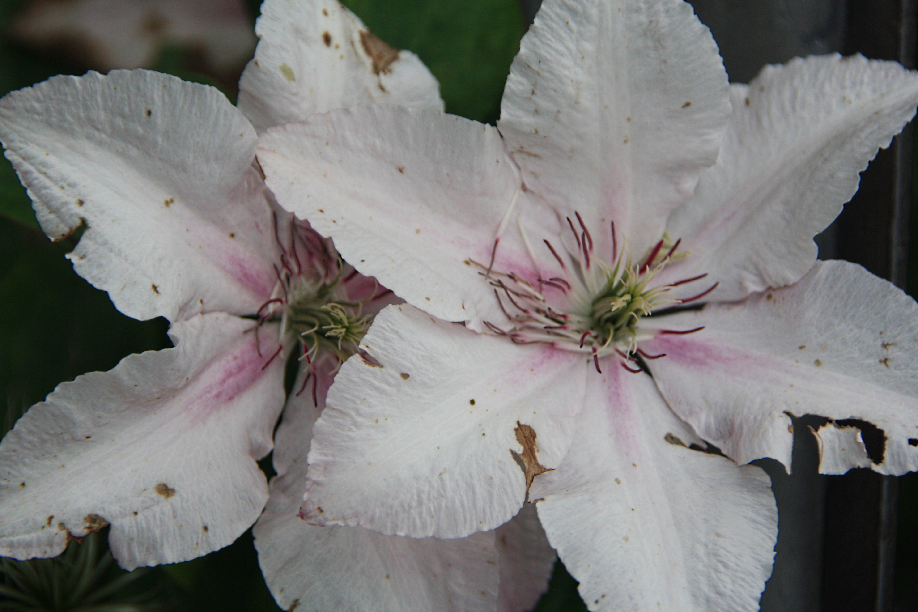 Clematis naar z'n eindje