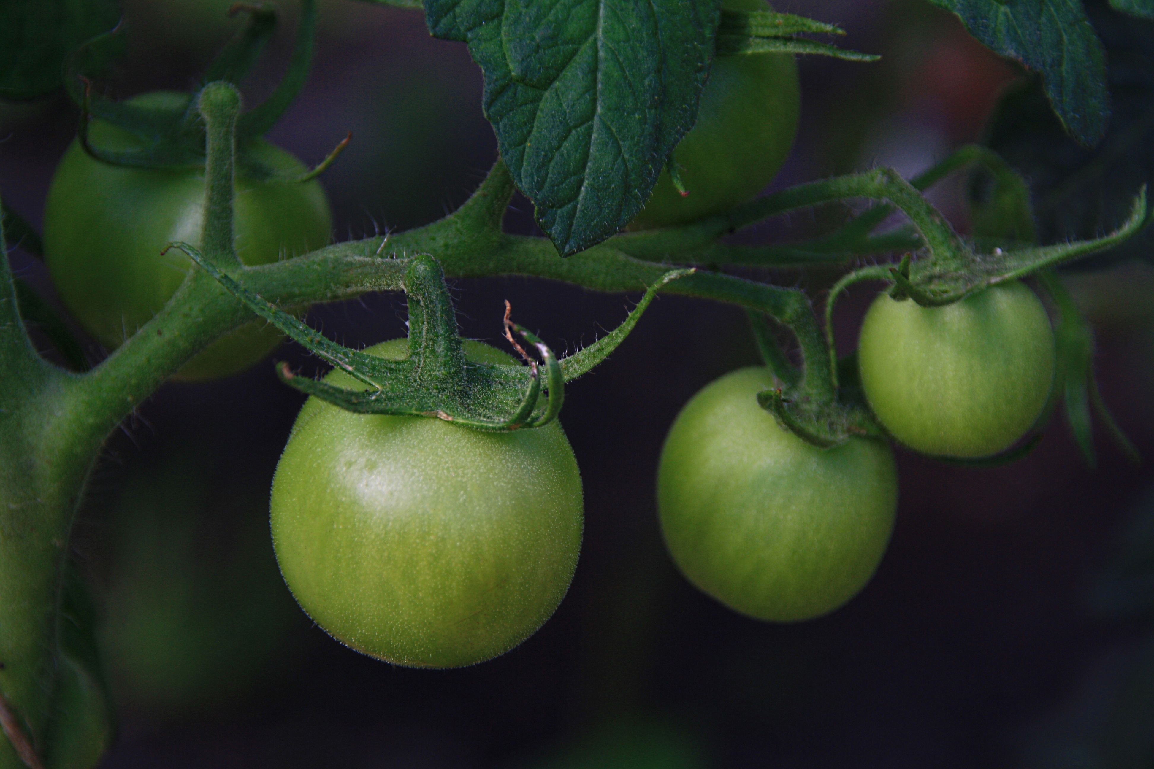 Groene tomaten