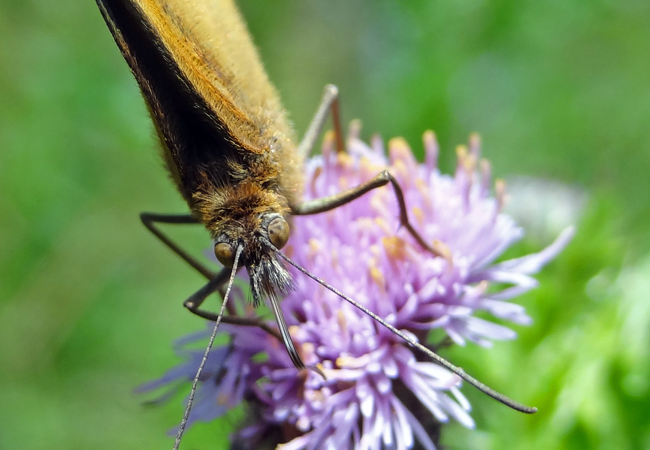 Twee bruine ogen