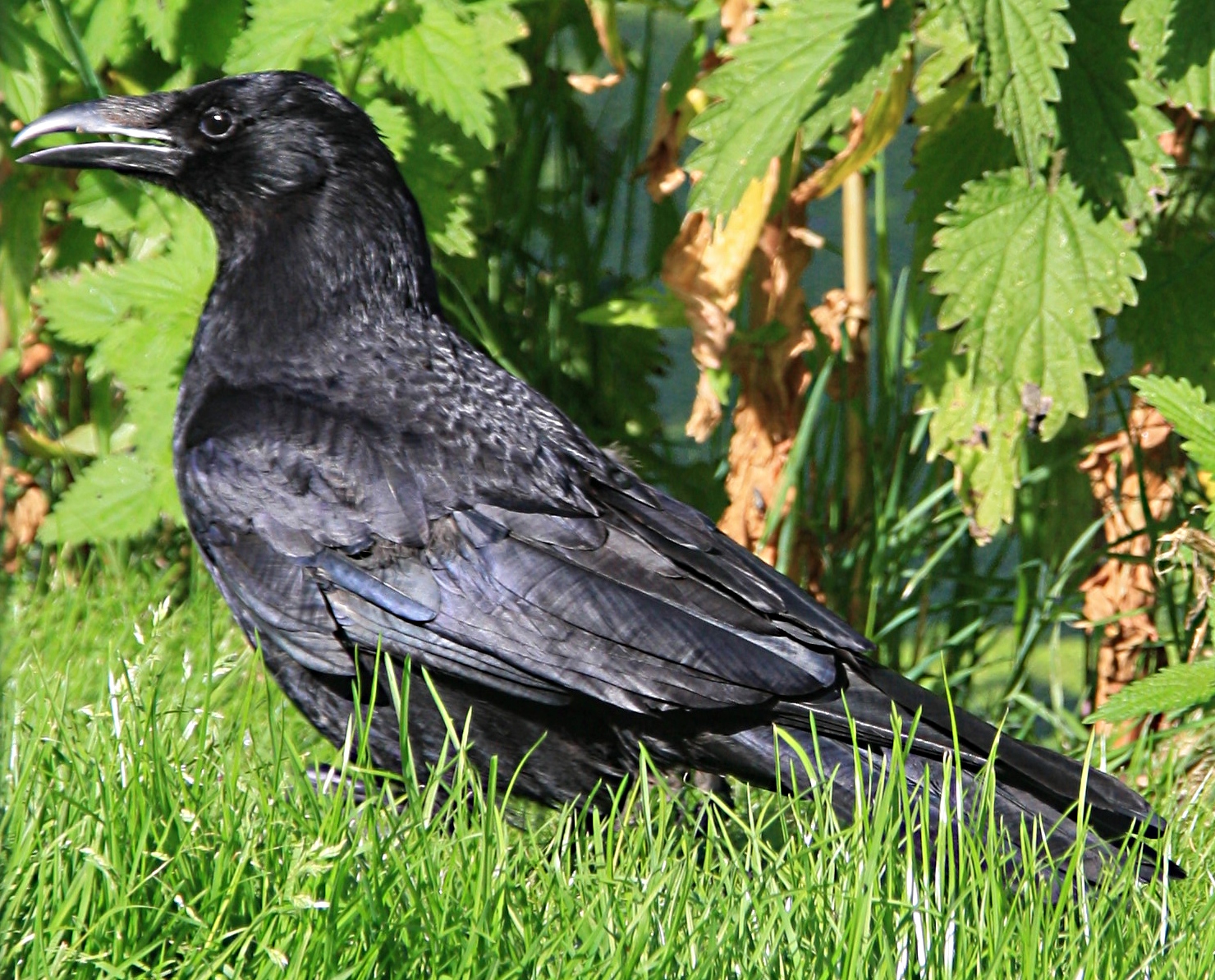 Zwarte Kraai