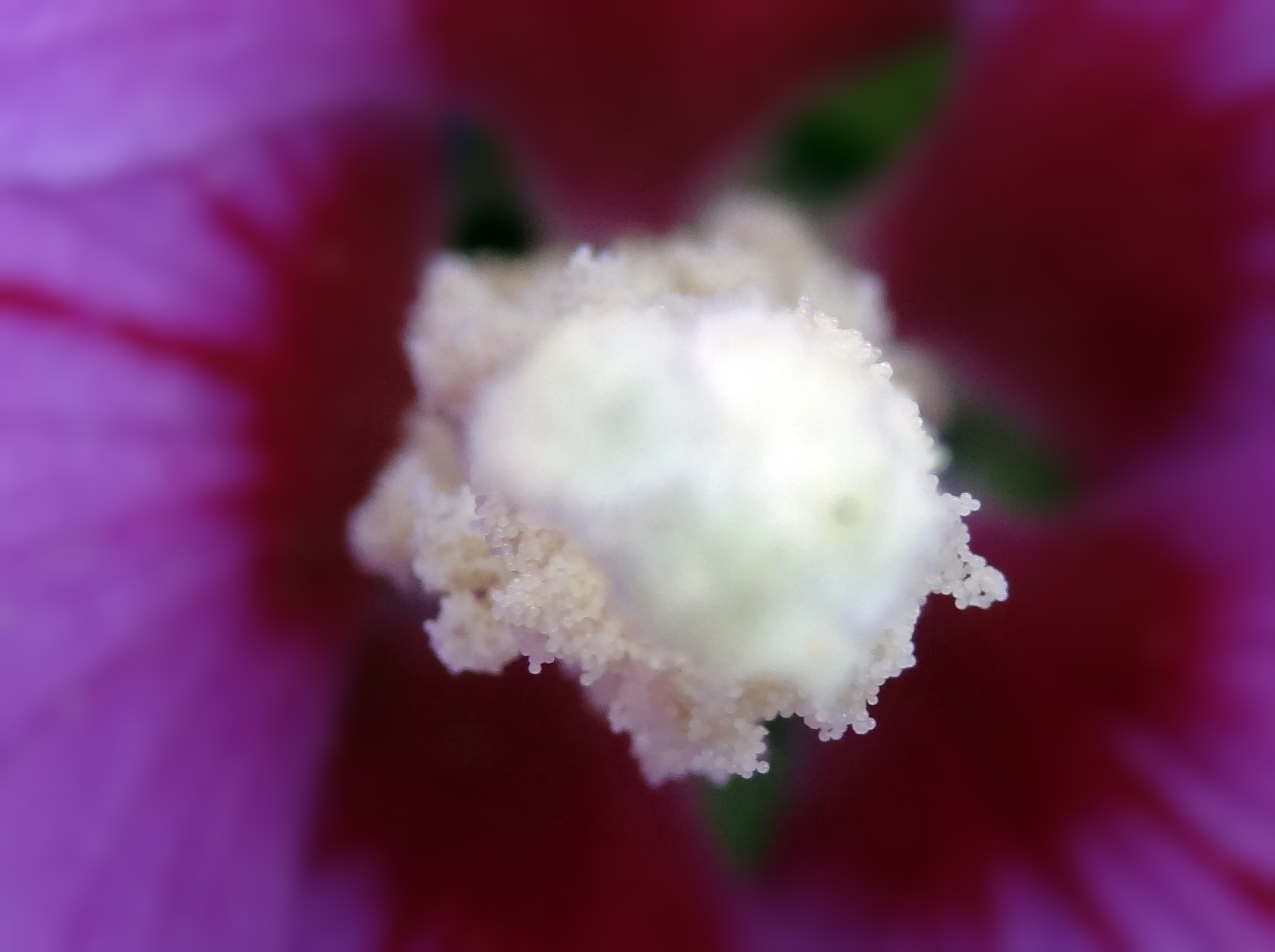 Hart hibiscus