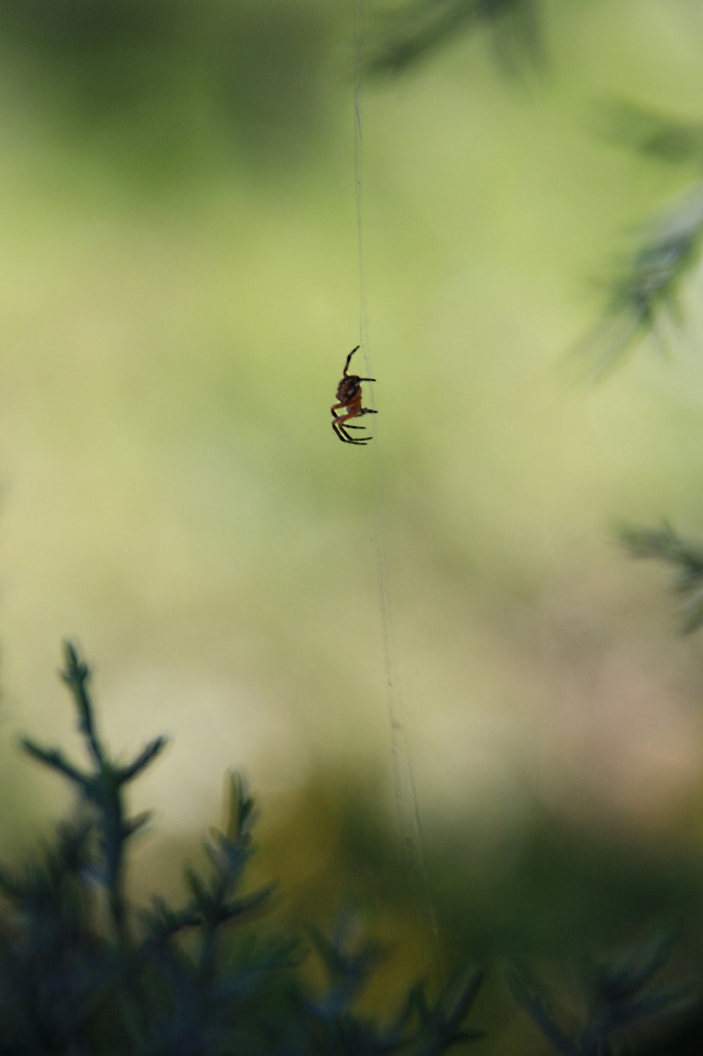 itsie bitsie spider...