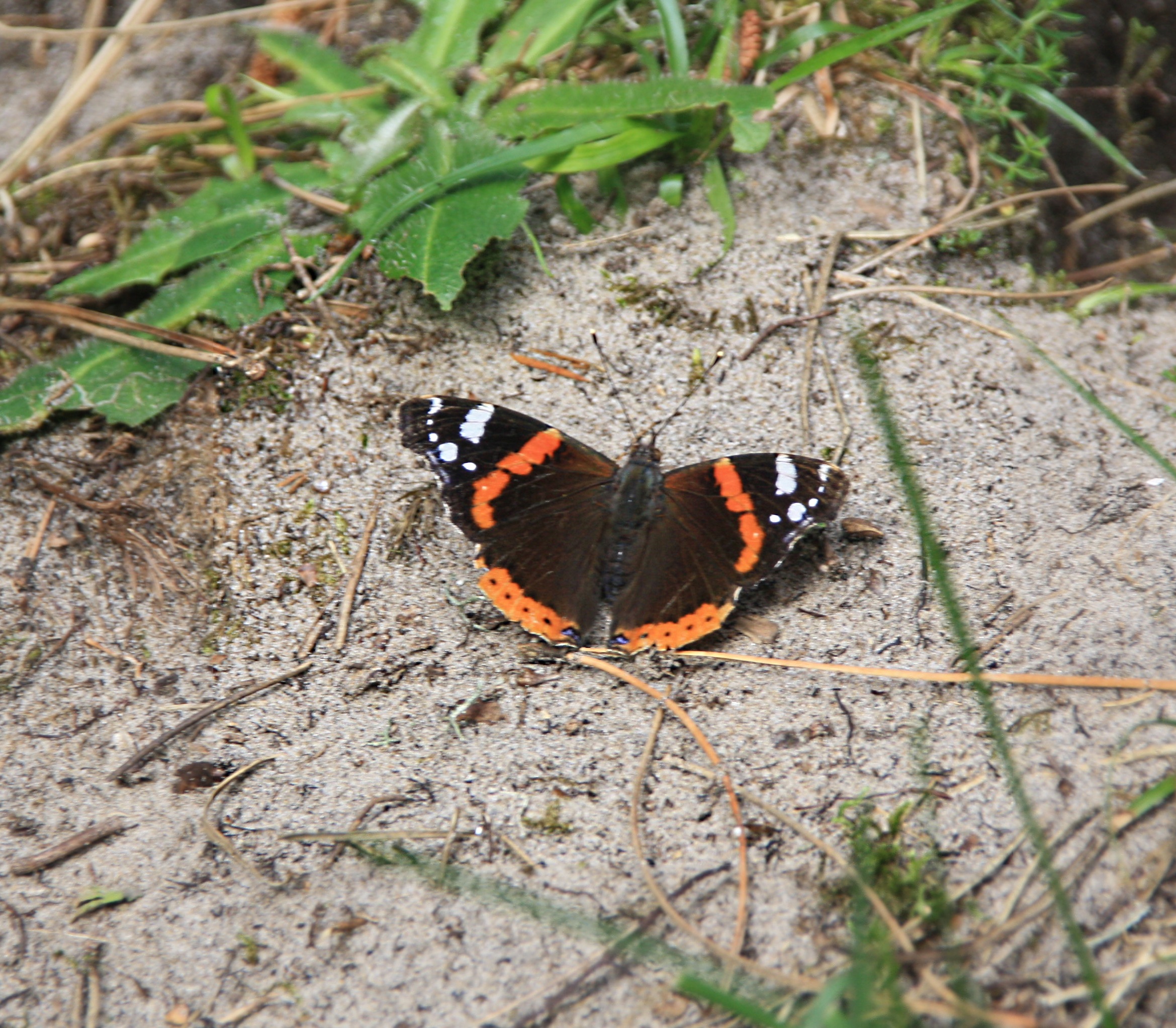 Vanessa Atalanta
