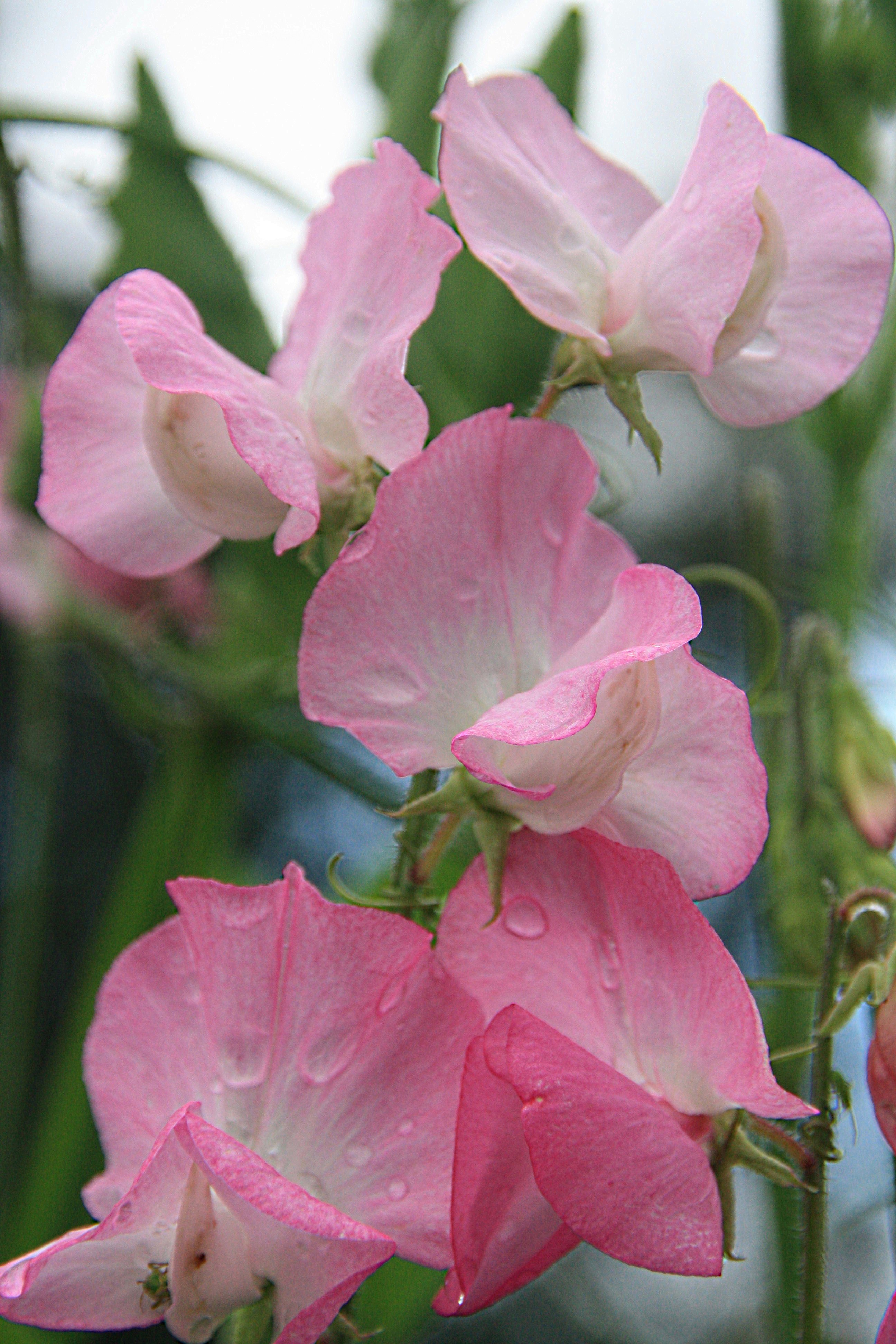 Lathyrus