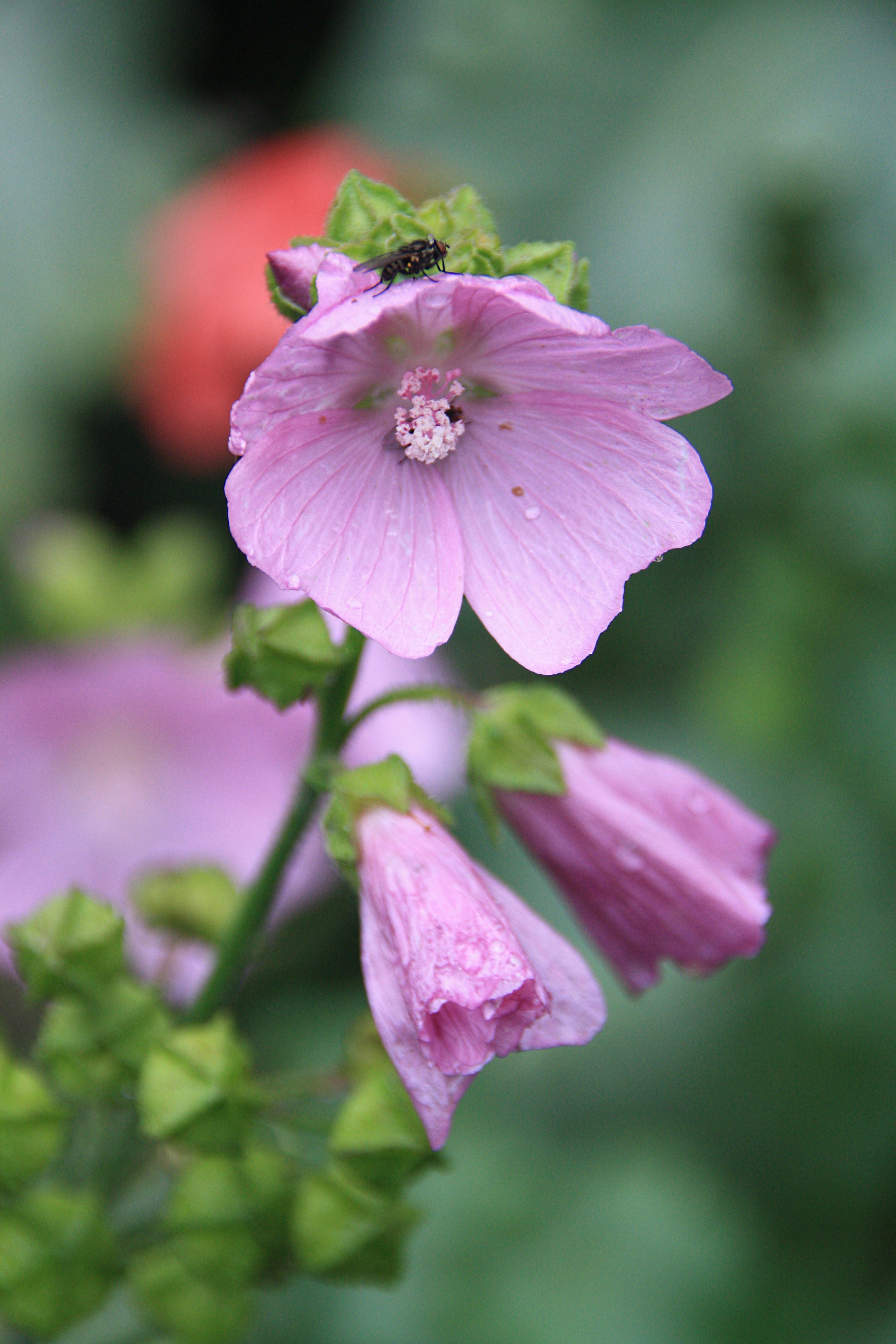 Roze Hibiscus