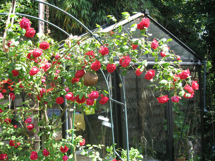 Rozen bij mijn broeikasje