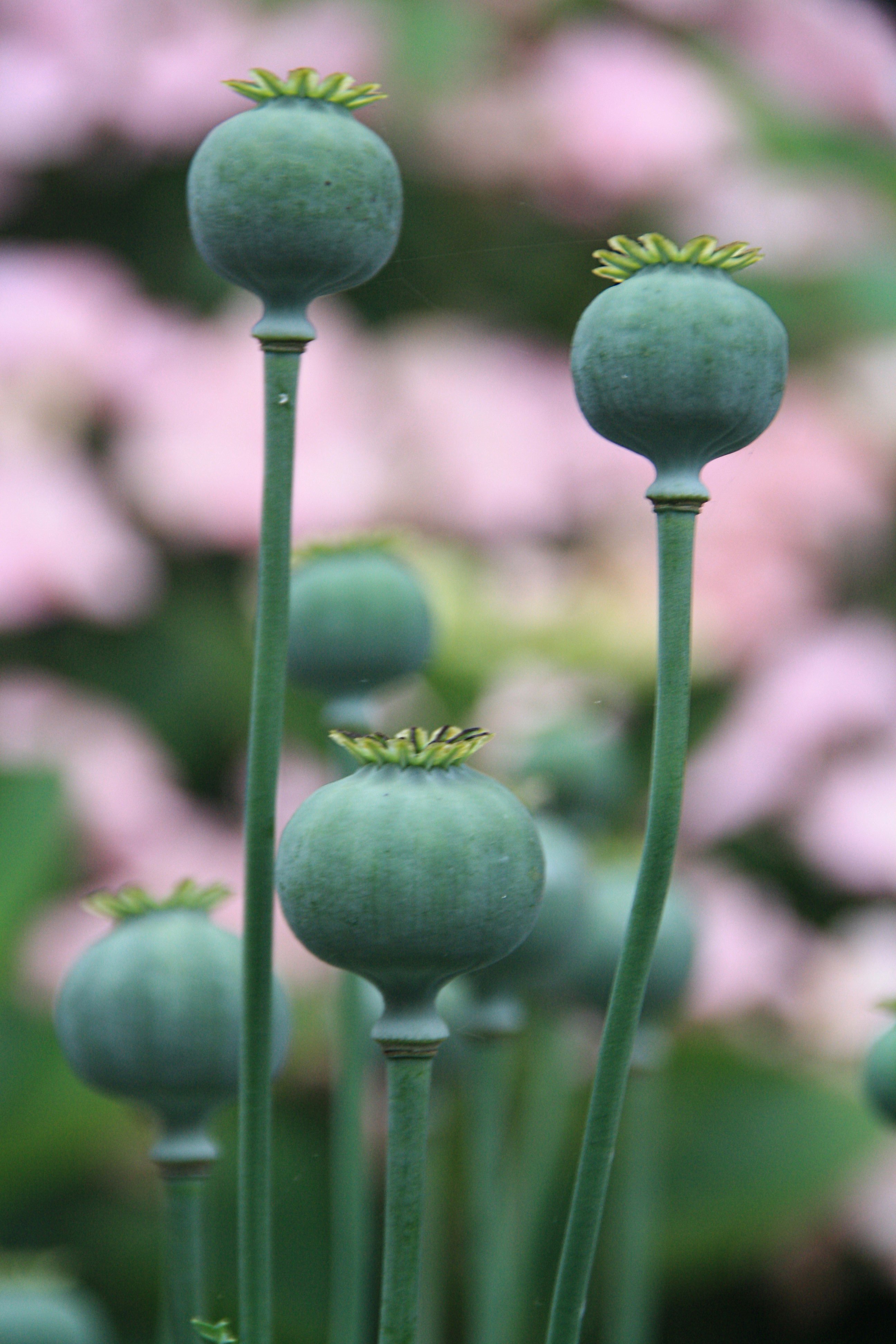 Papaver familie