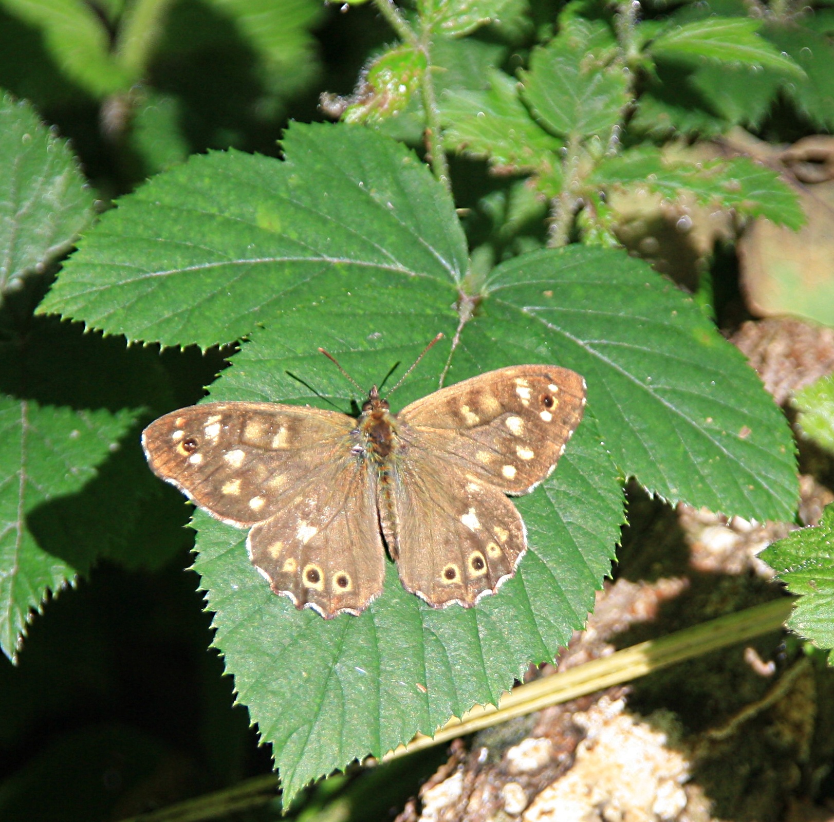 Bontzandoogje a/h zonnen