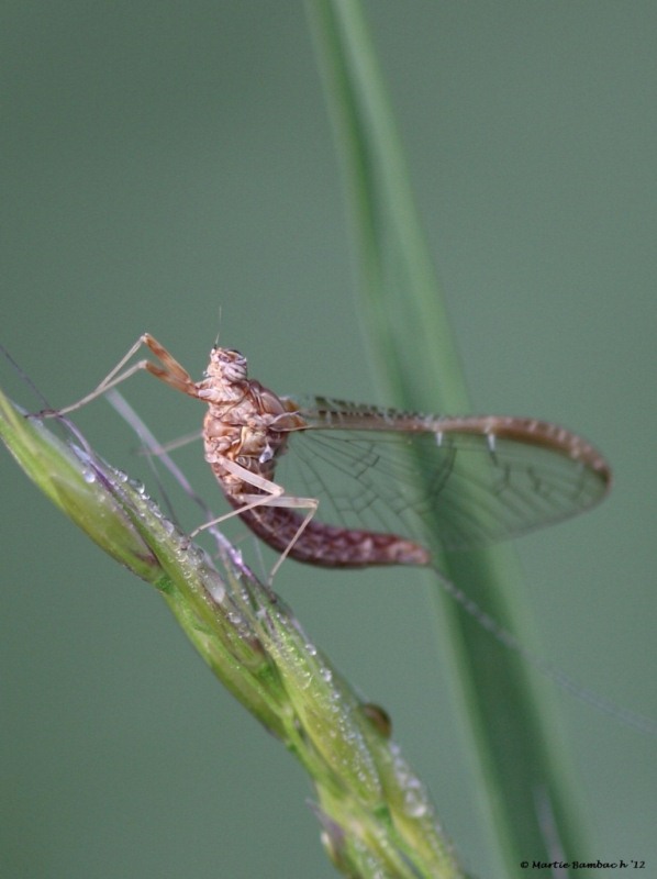 Eendagsvlieg ( haft)