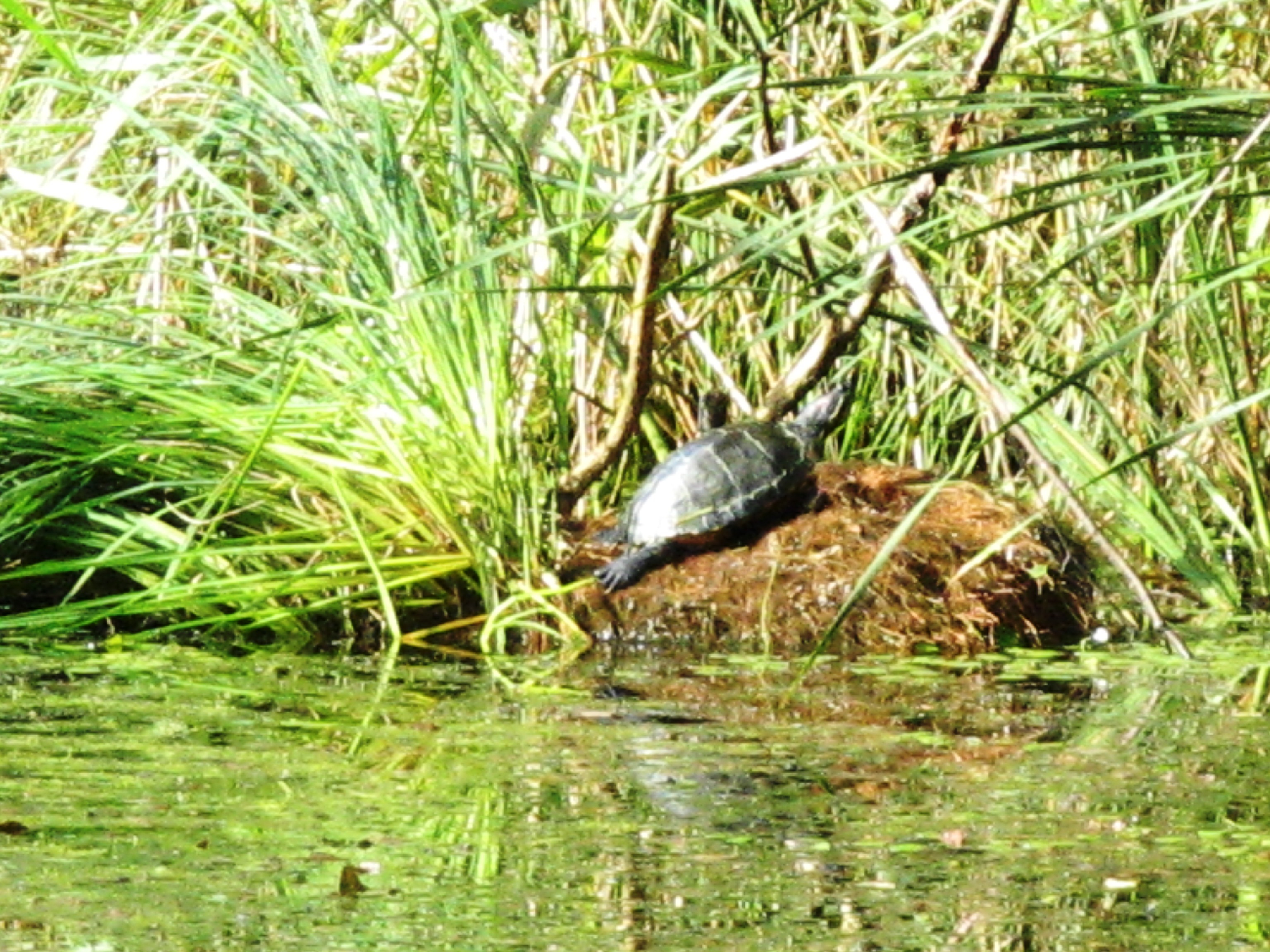 schildpad aan het zonnen