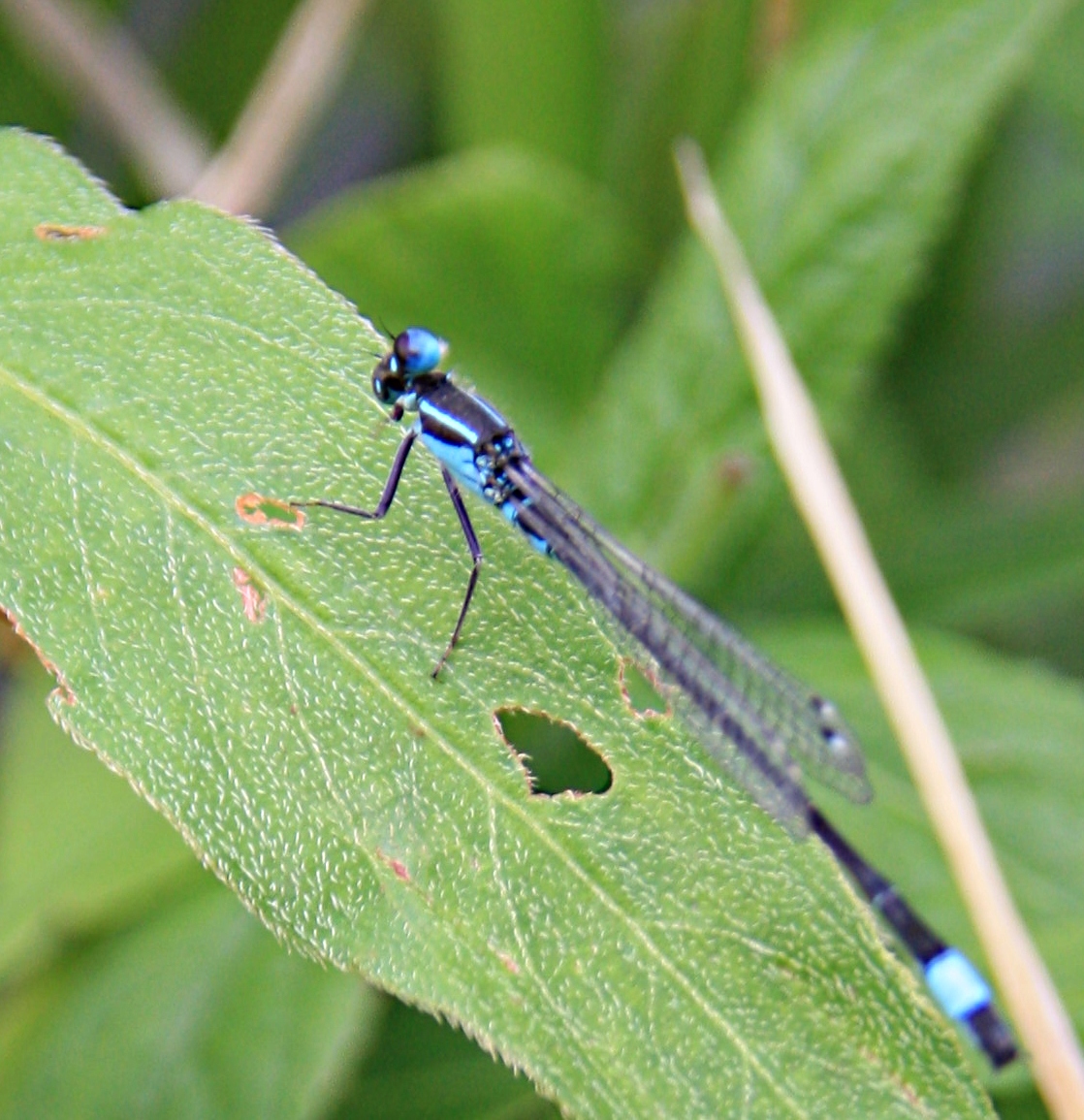 Blauwe waterjuffer die z'n kop draait