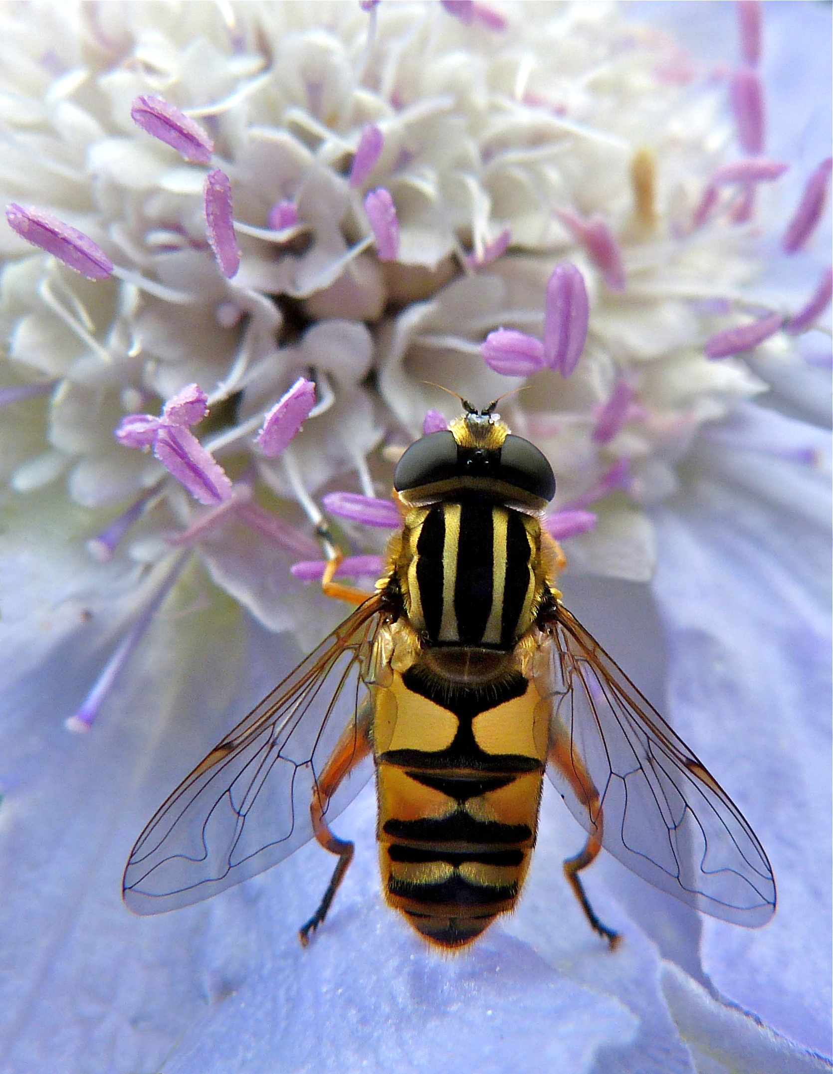 Zweefvlieg op beemdkroon