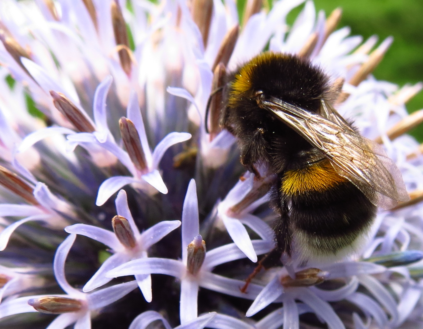 Bloemetjes & bijtjes