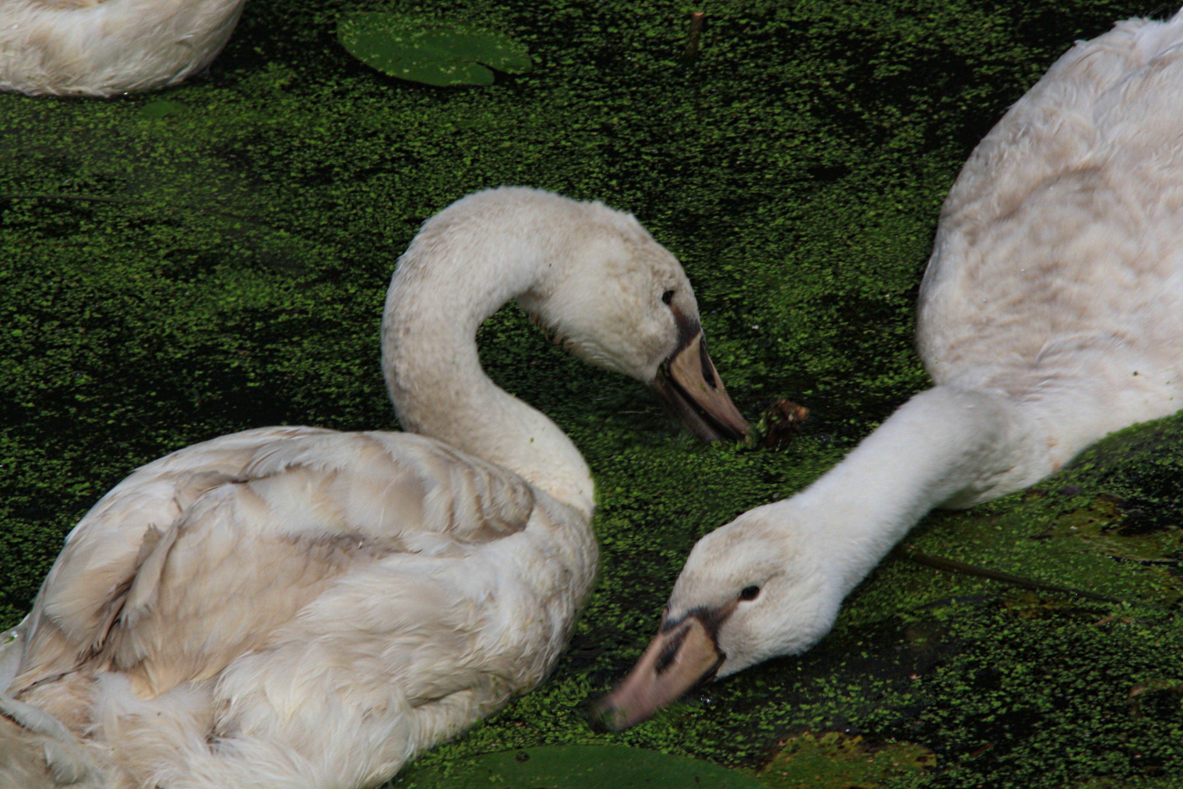 kleine zwanen worden ...