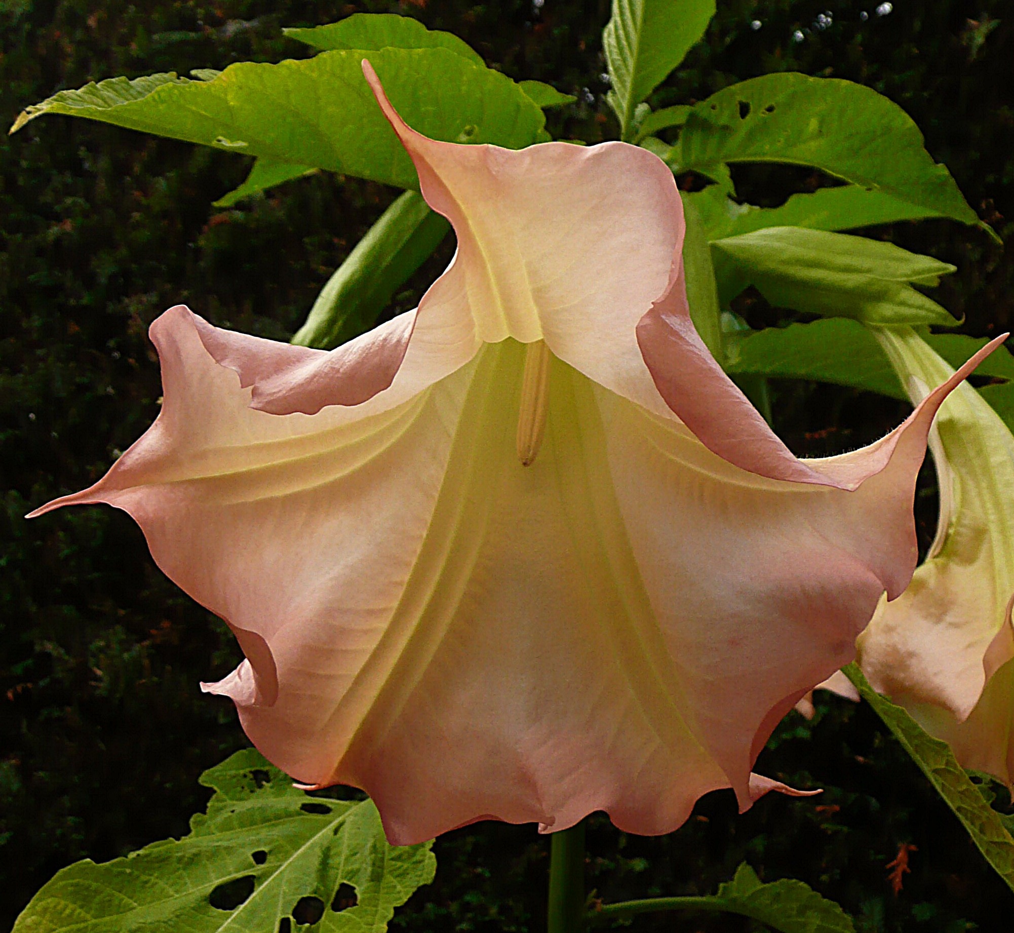 Datura