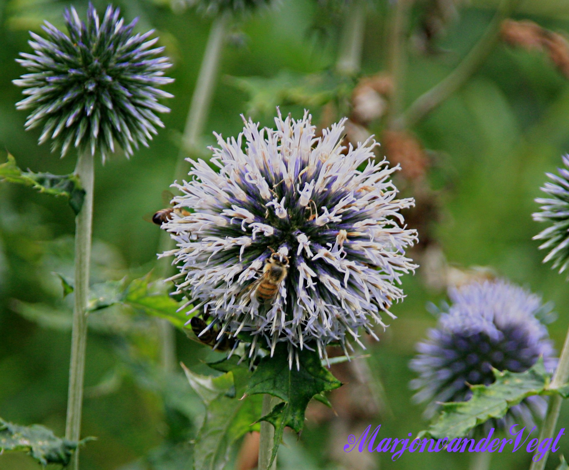 Wespen op paarse bol