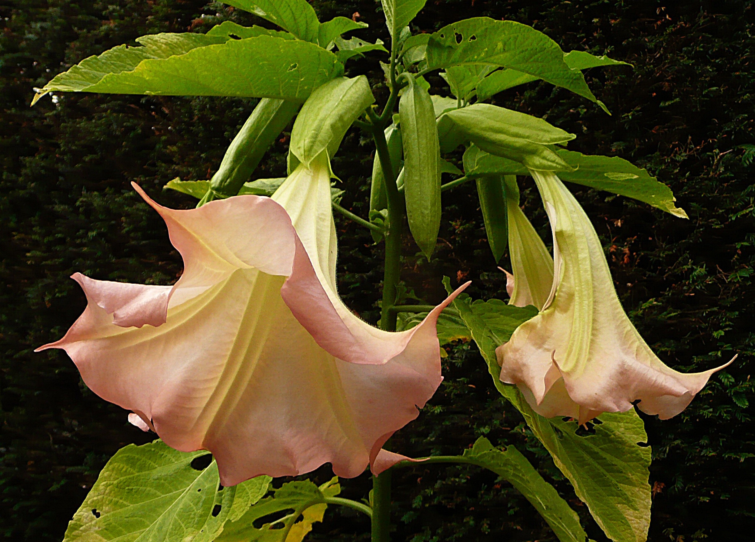 Datura