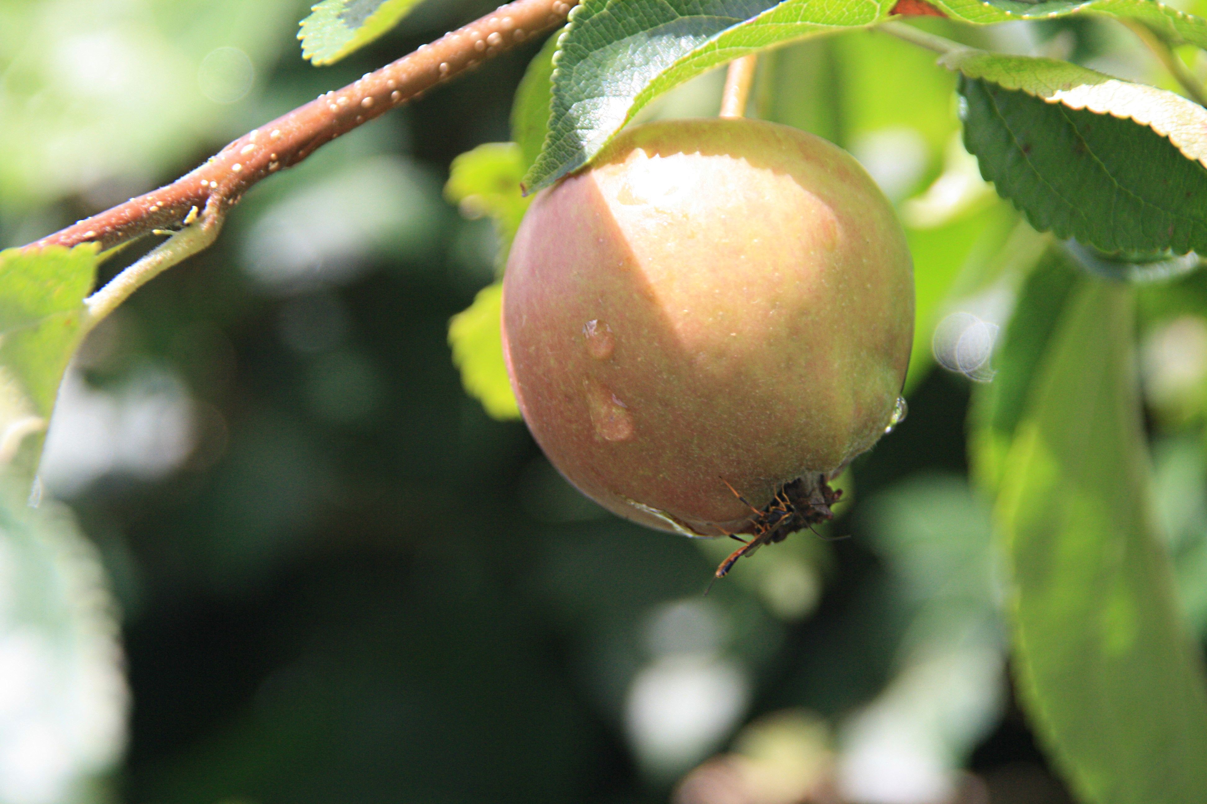 Appeltje voor de dorst met mormeltje
