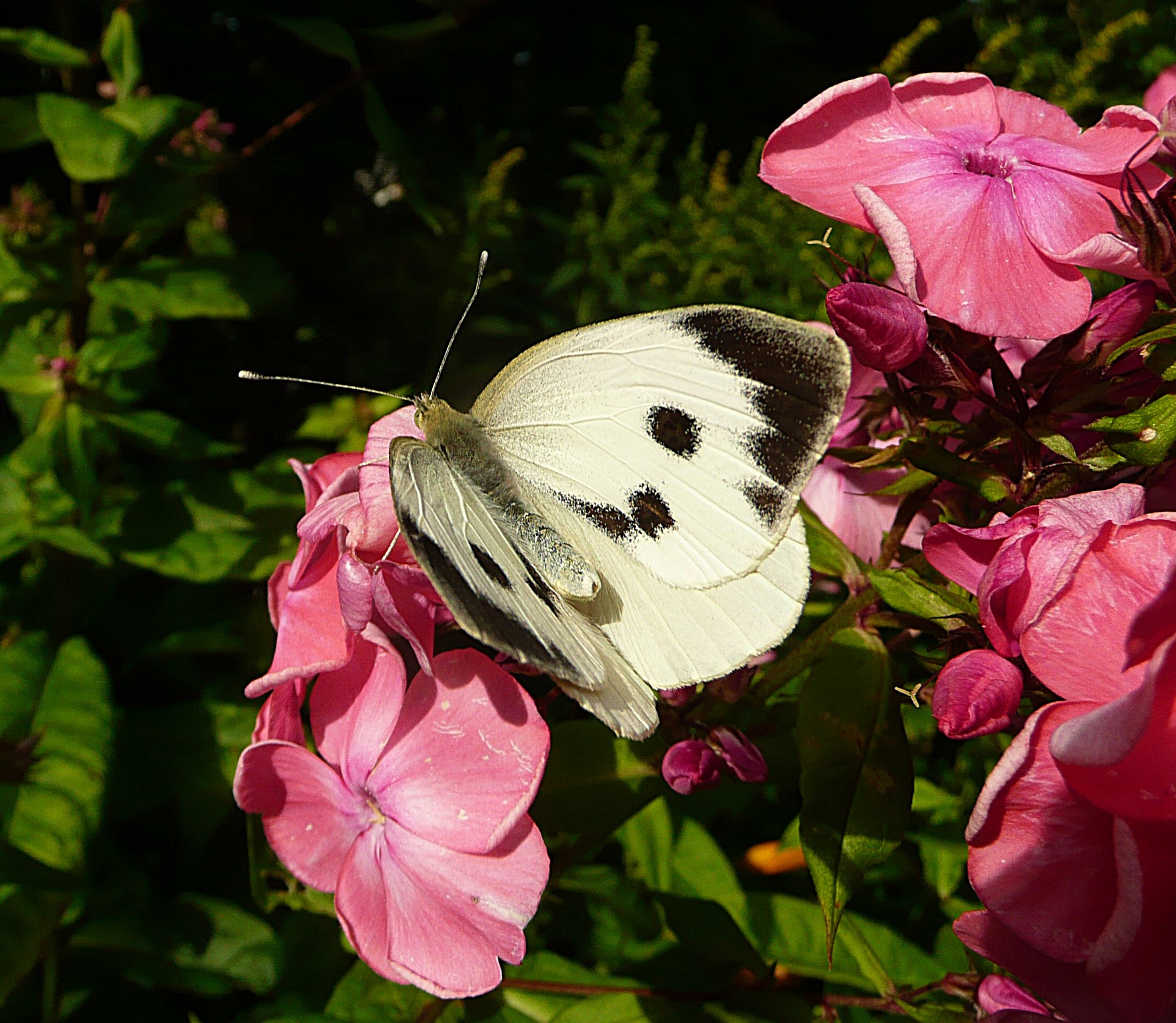Koolwitje op de Phlox
