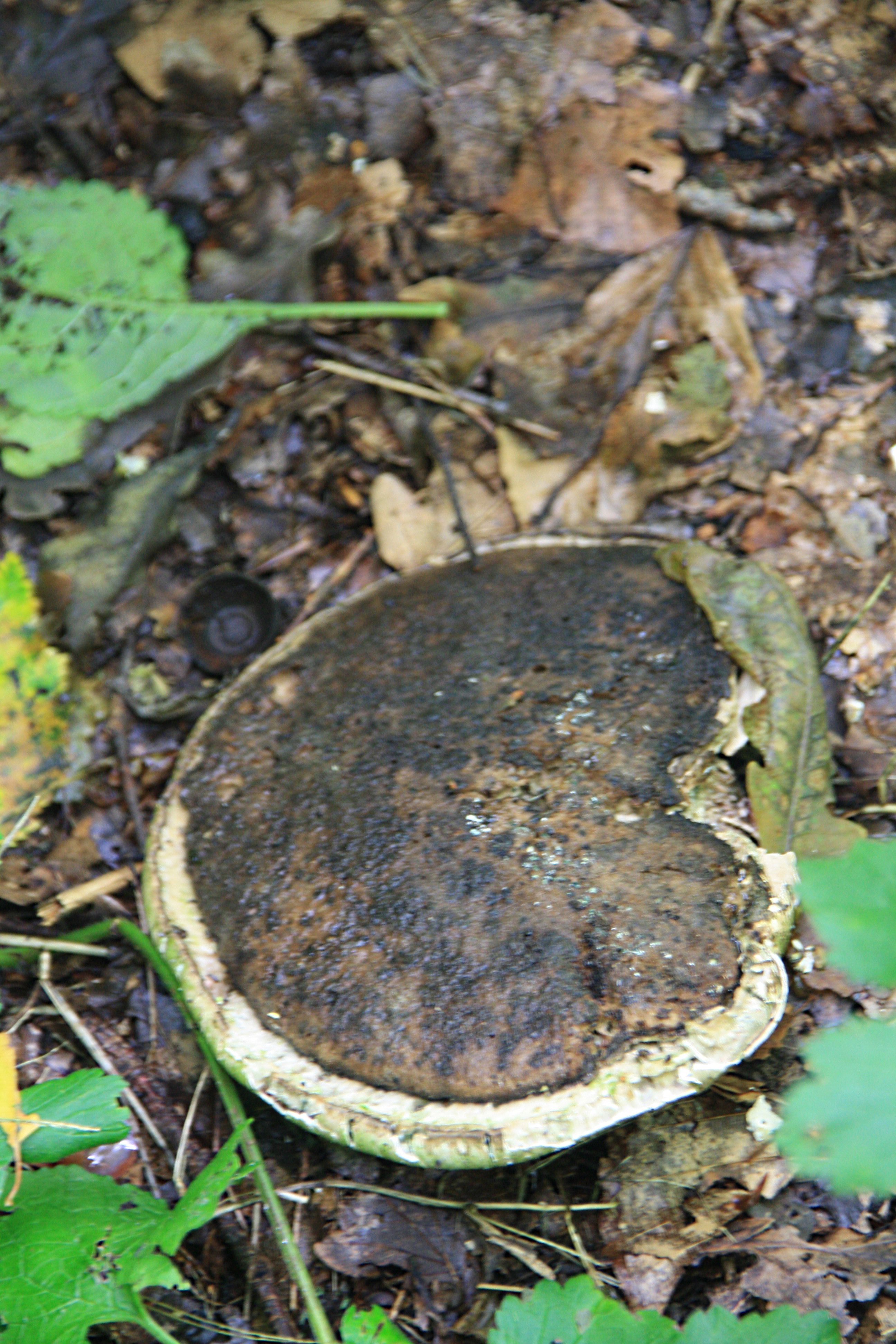 Onbekende paddenstoel