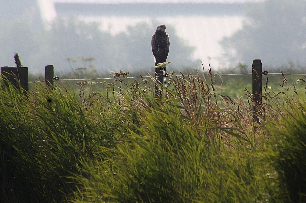 Buizerd