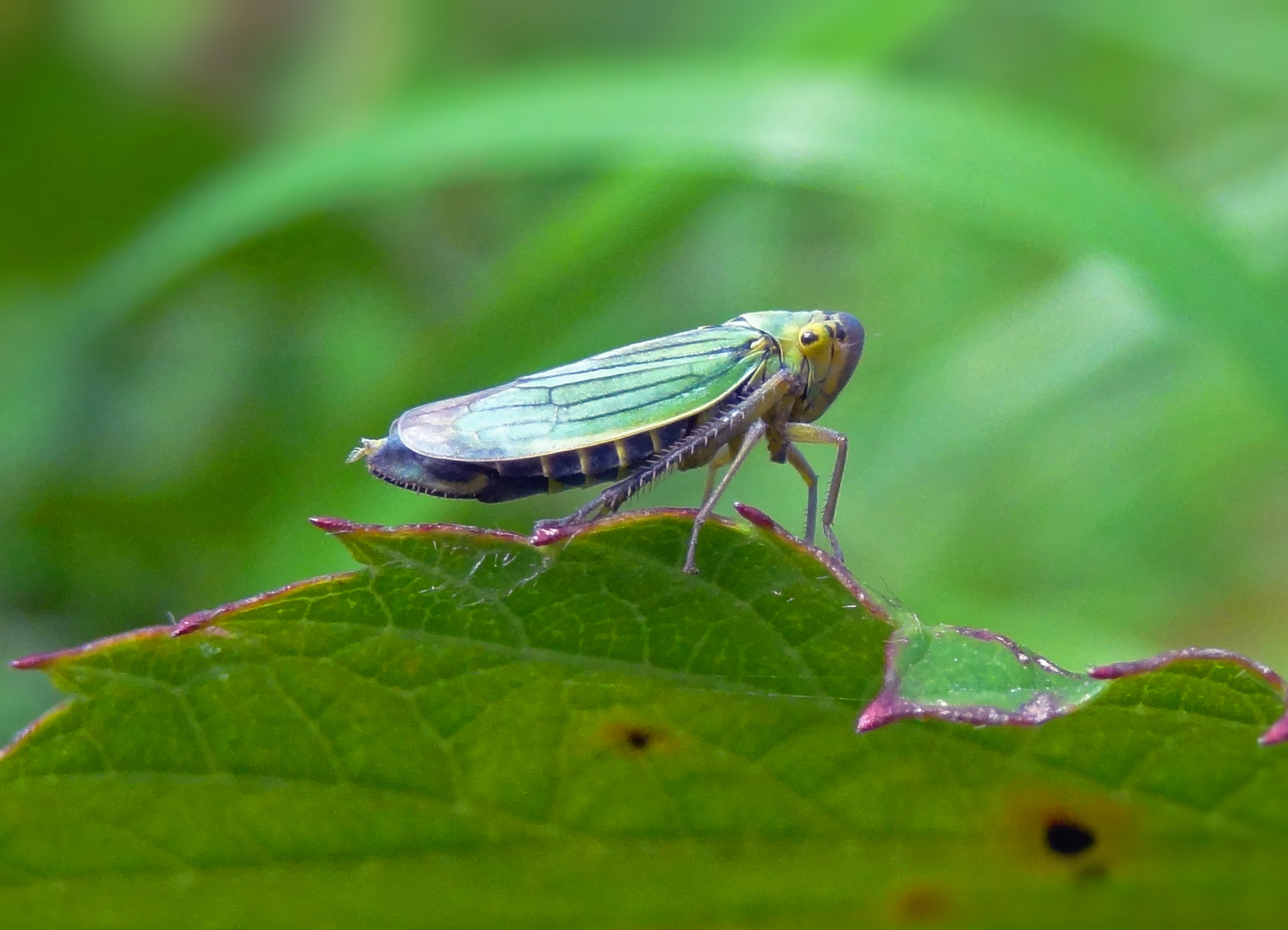Groene cicade 