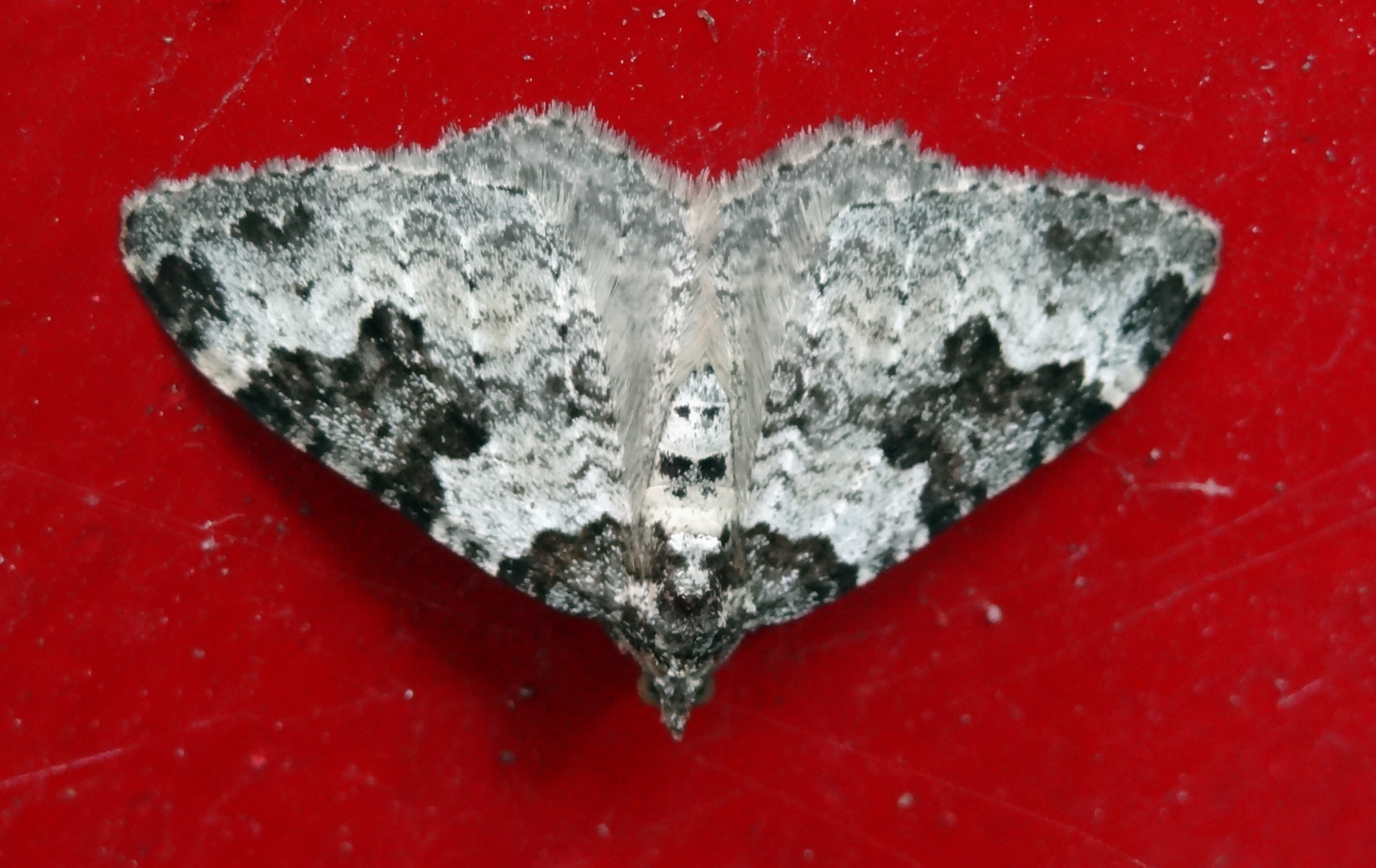 Zwartbandspanner 