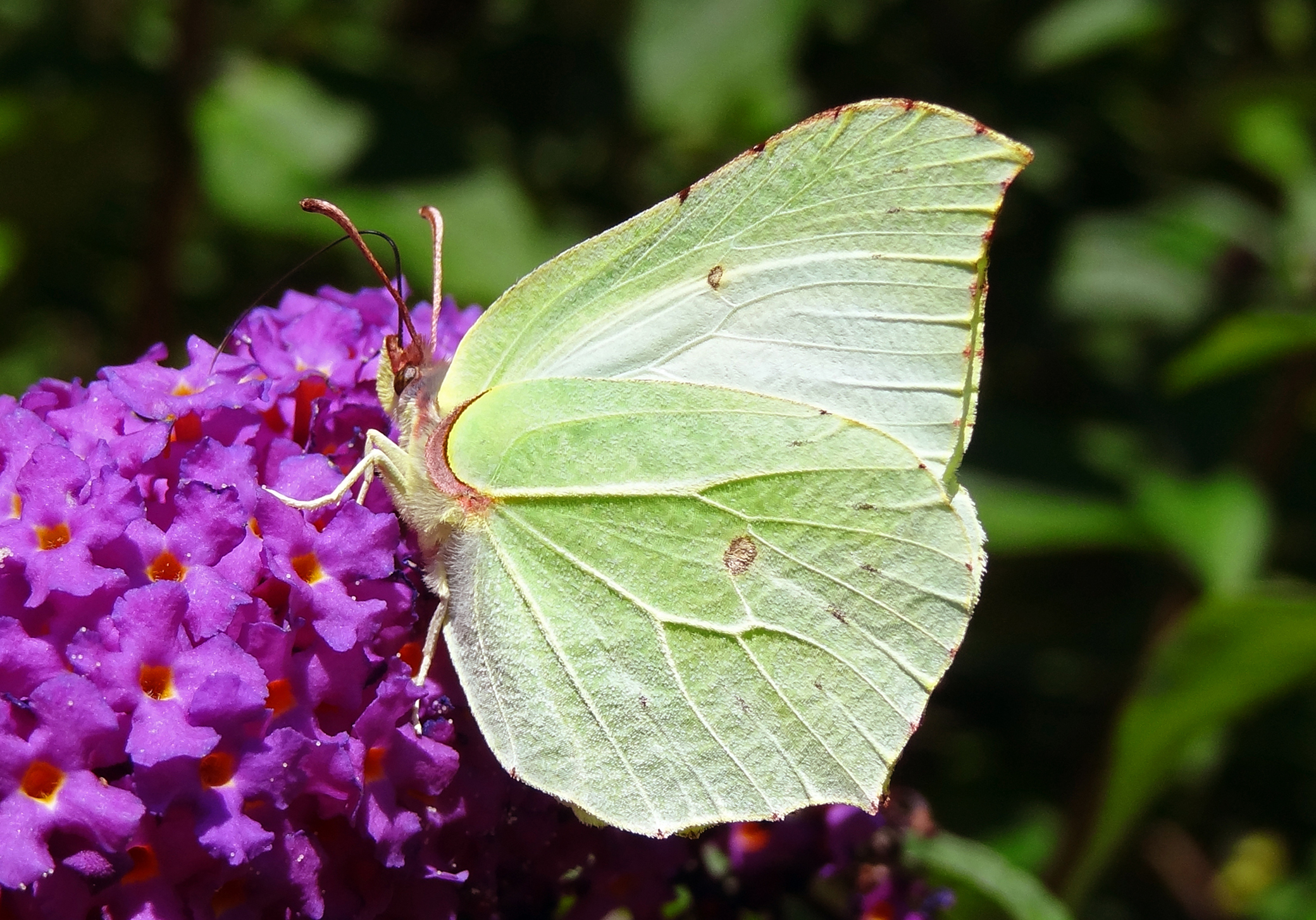 Citroenvlinder