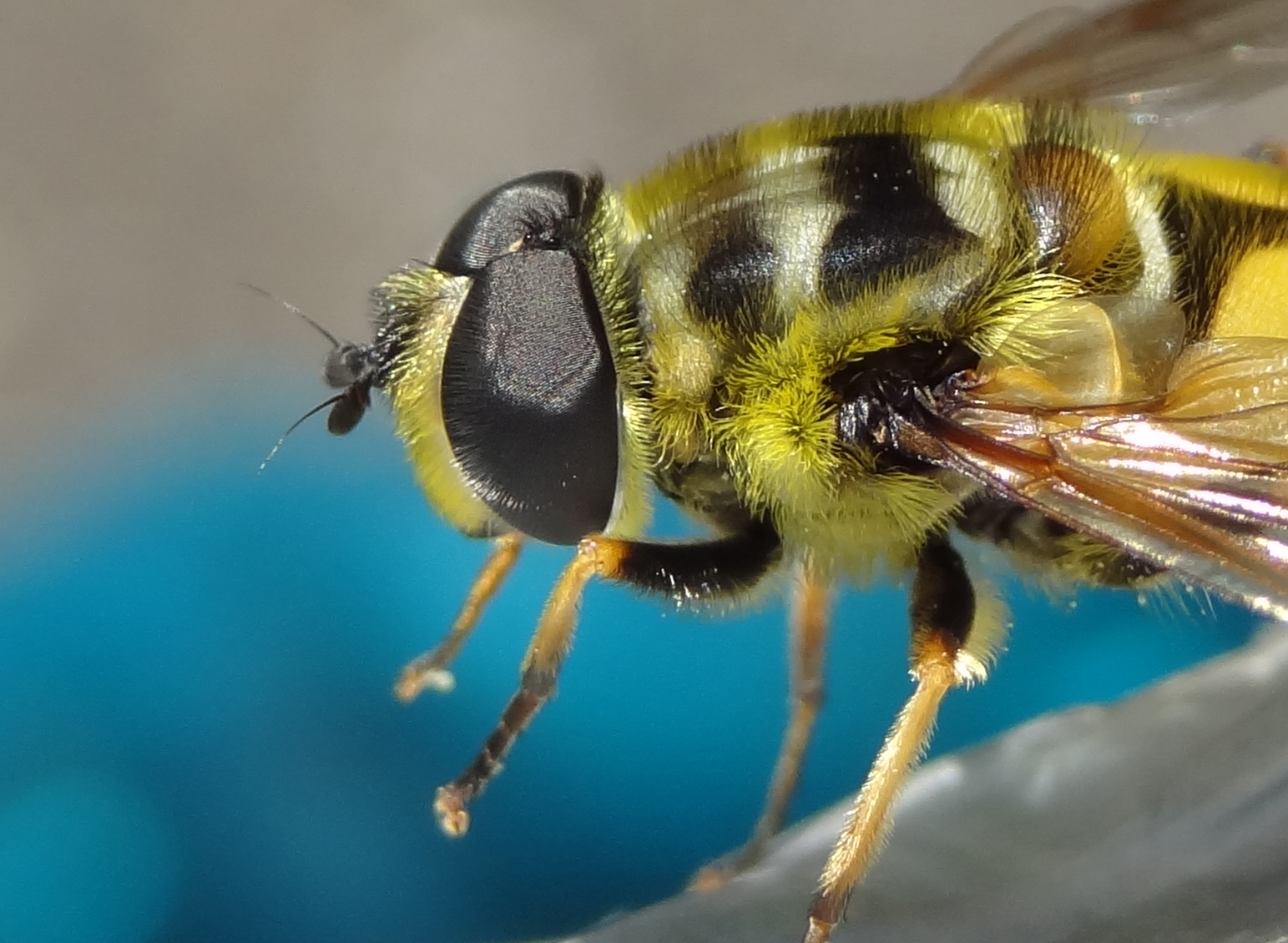 Zweefvliegen aan zee?